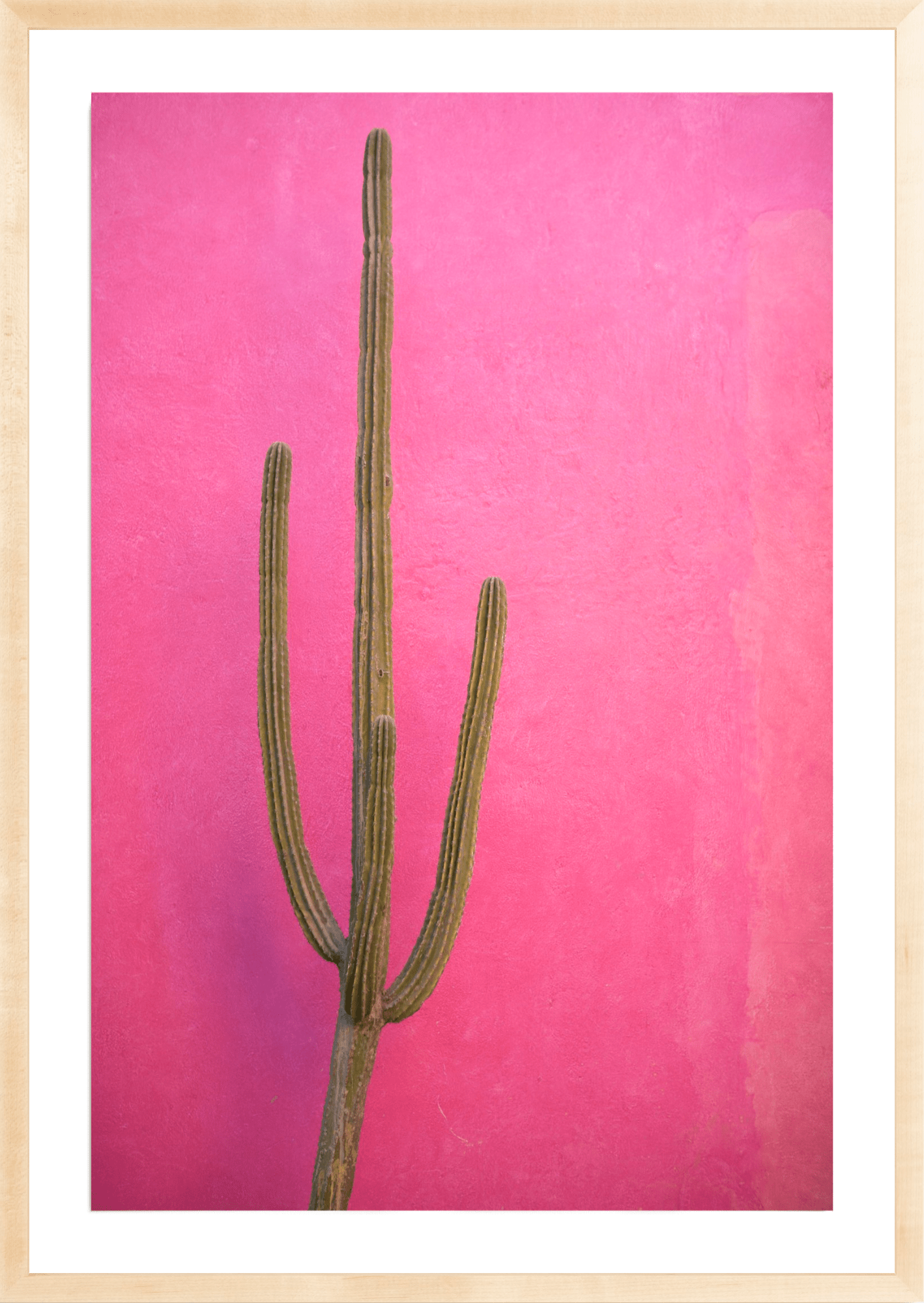 Pink Cactus, Jules Frazier Fine Art Photograph