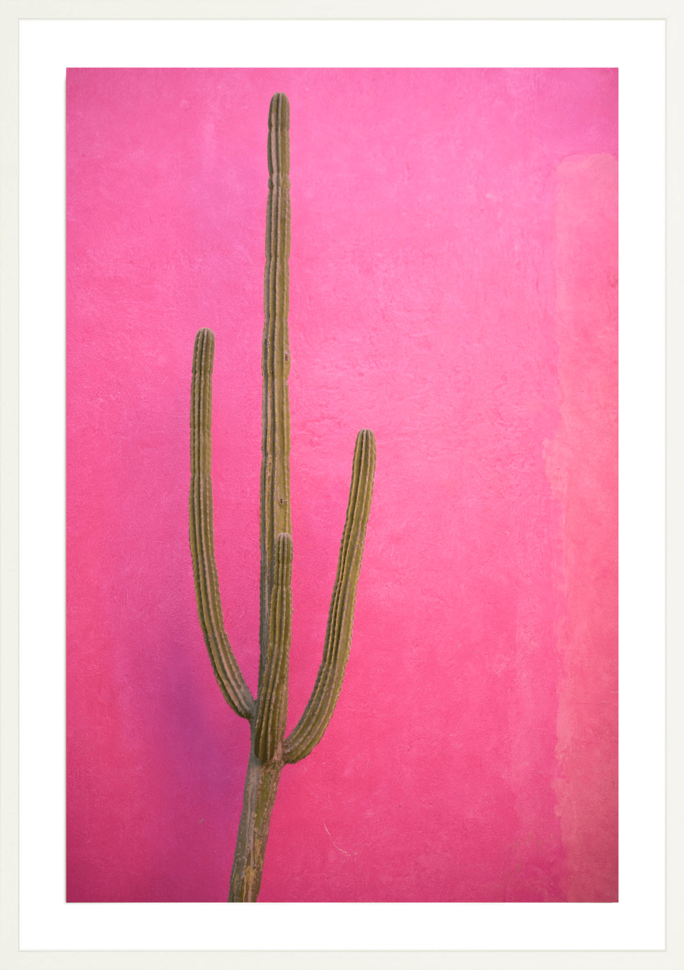 Pink Cactus, Jules Frazier Fine Art Photograph