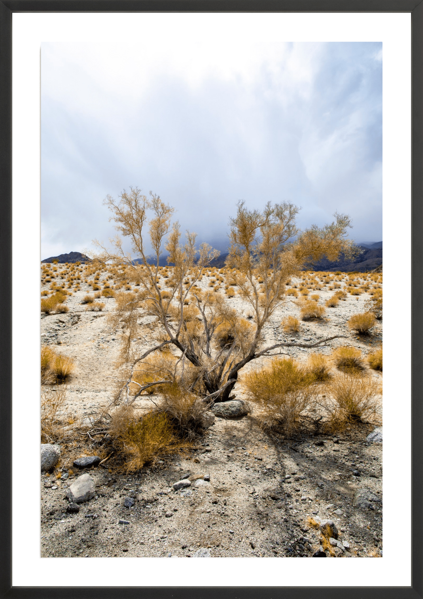 Sage Antlers, Jules Frazier Fine Art Photograph