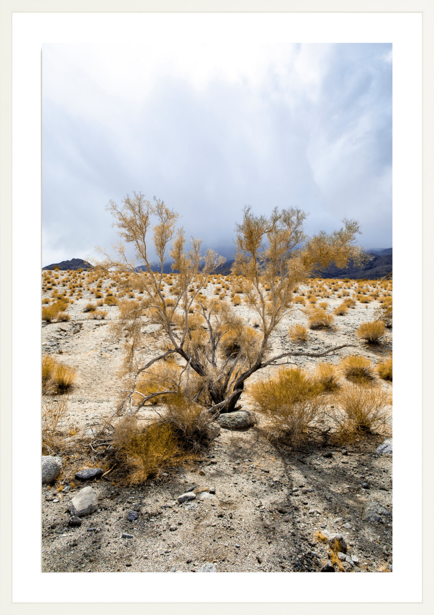 Sage Antlers, Jules Frazier Fine Art Photograph