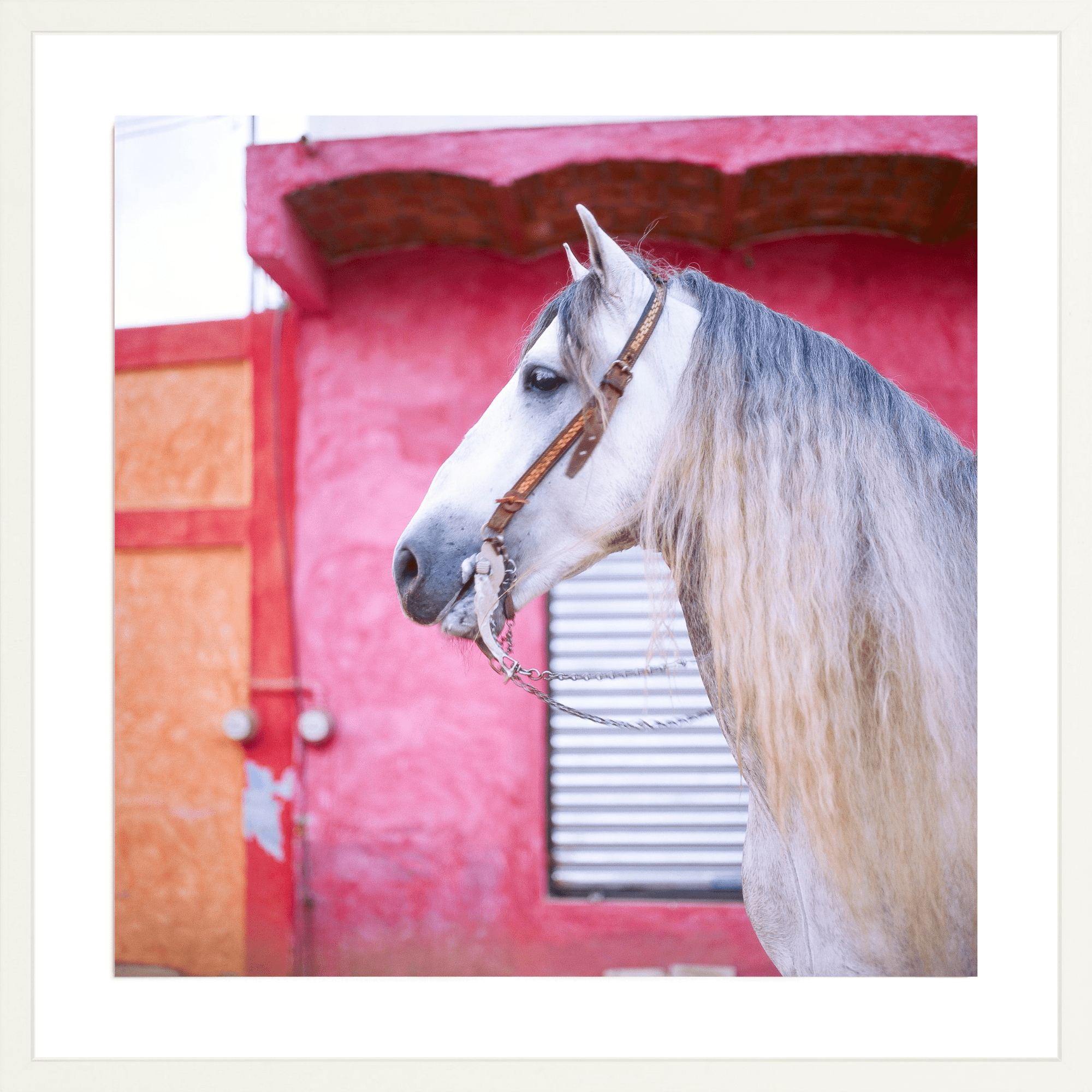 Sayulita Stallion, Jules Frazier Fine Art Photograph