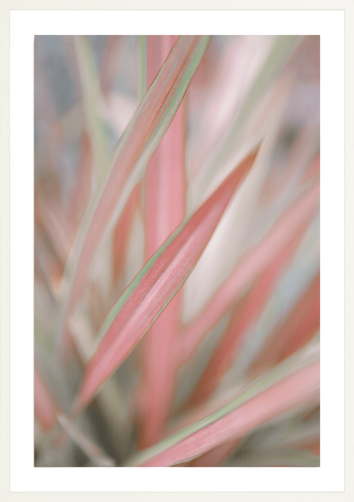 Sedge, Jules Frazier Fine Art Photograph