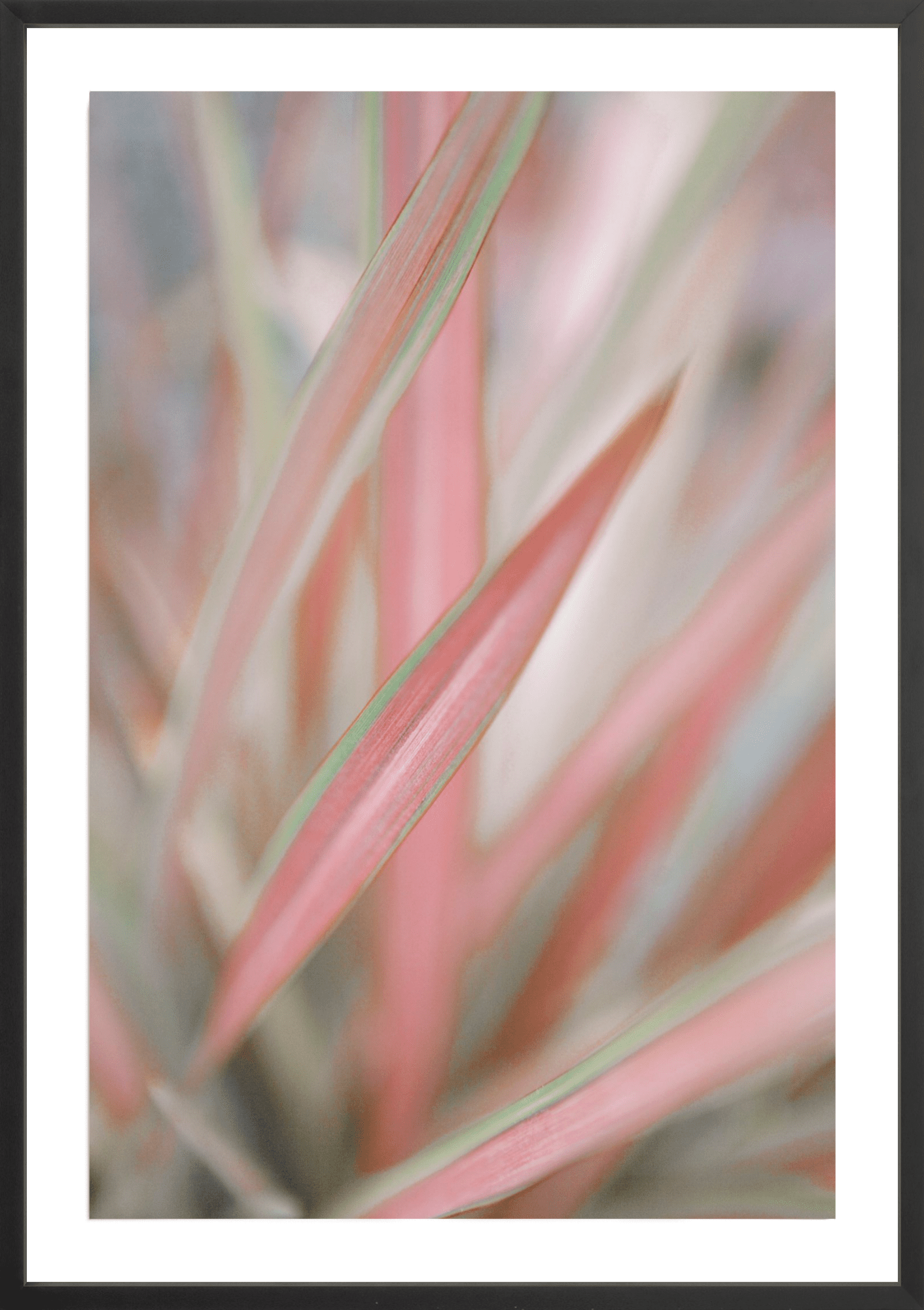 Sedge, Jules Frazier Fine Art Photograph