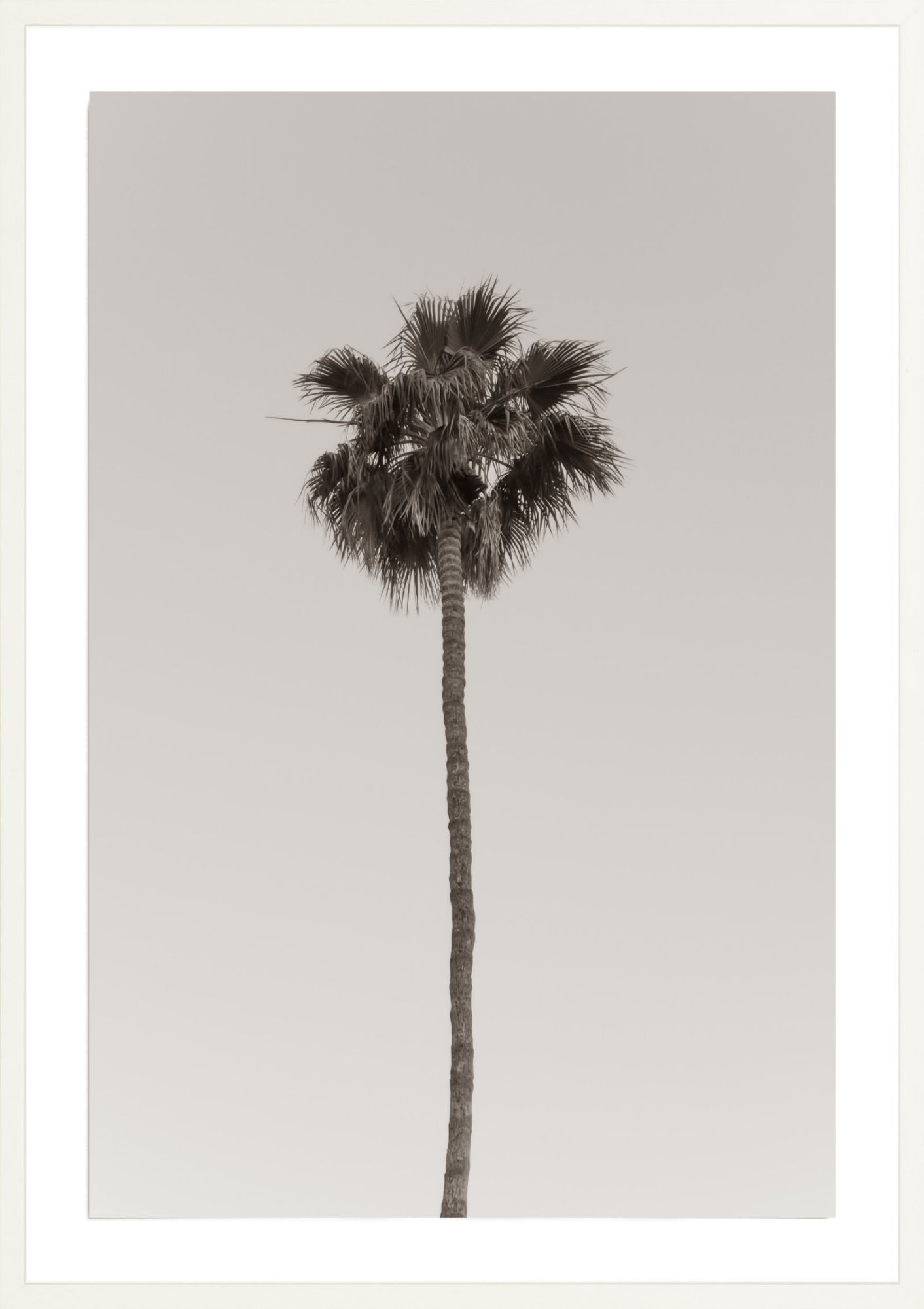 Single Tall, Jules Frazier Fine Art Photograph