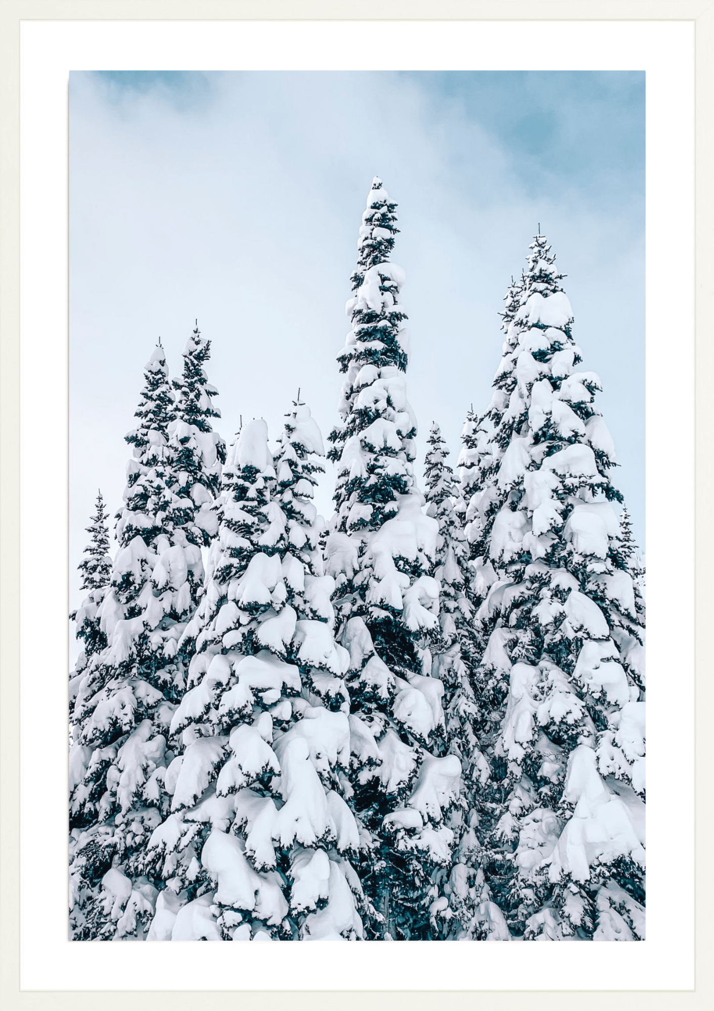 Snowy Trees 1, Jules Frazier Fine Art Photograph