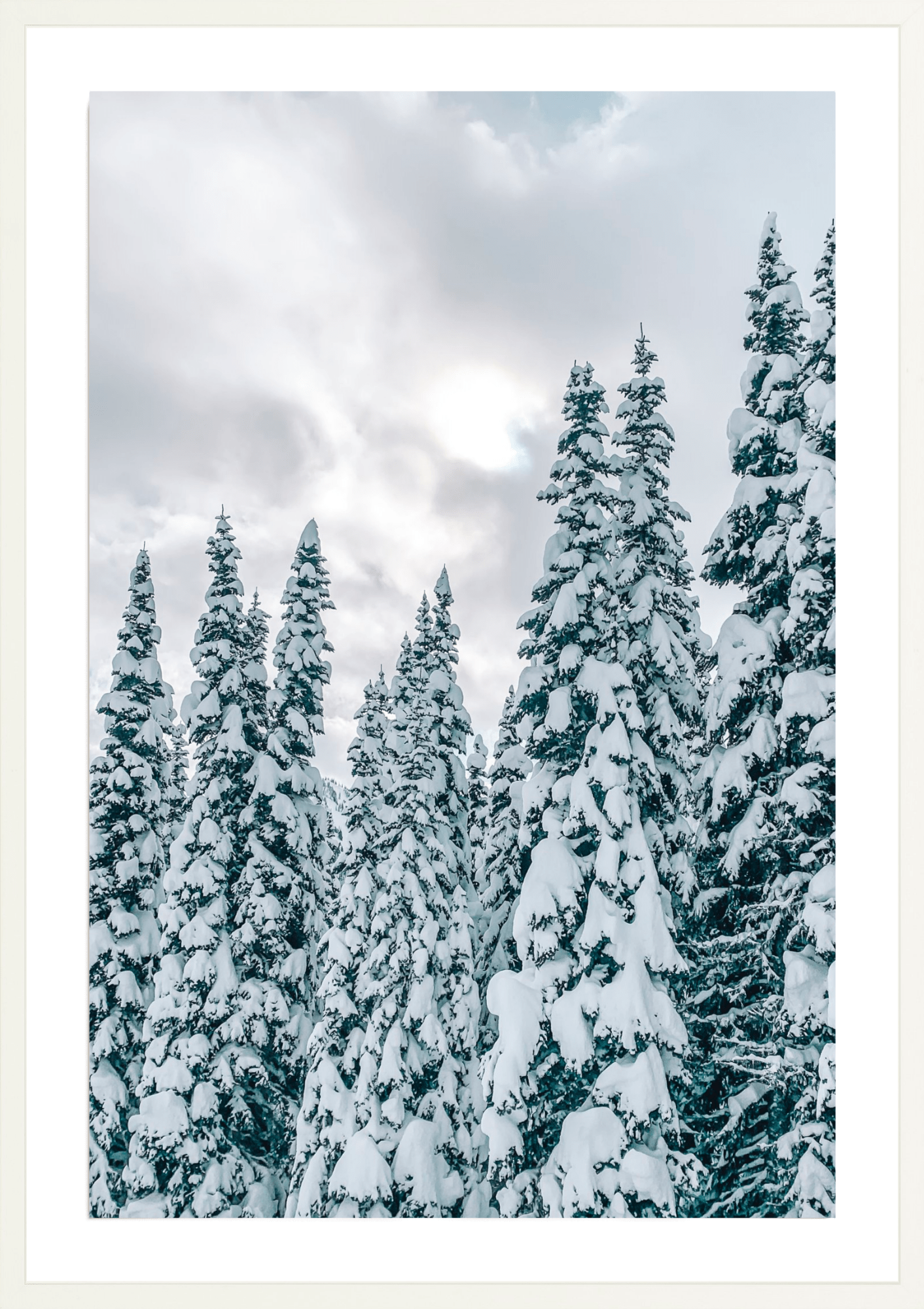 Snowy Trees 2, Jules Frazier Fine Art Photograph