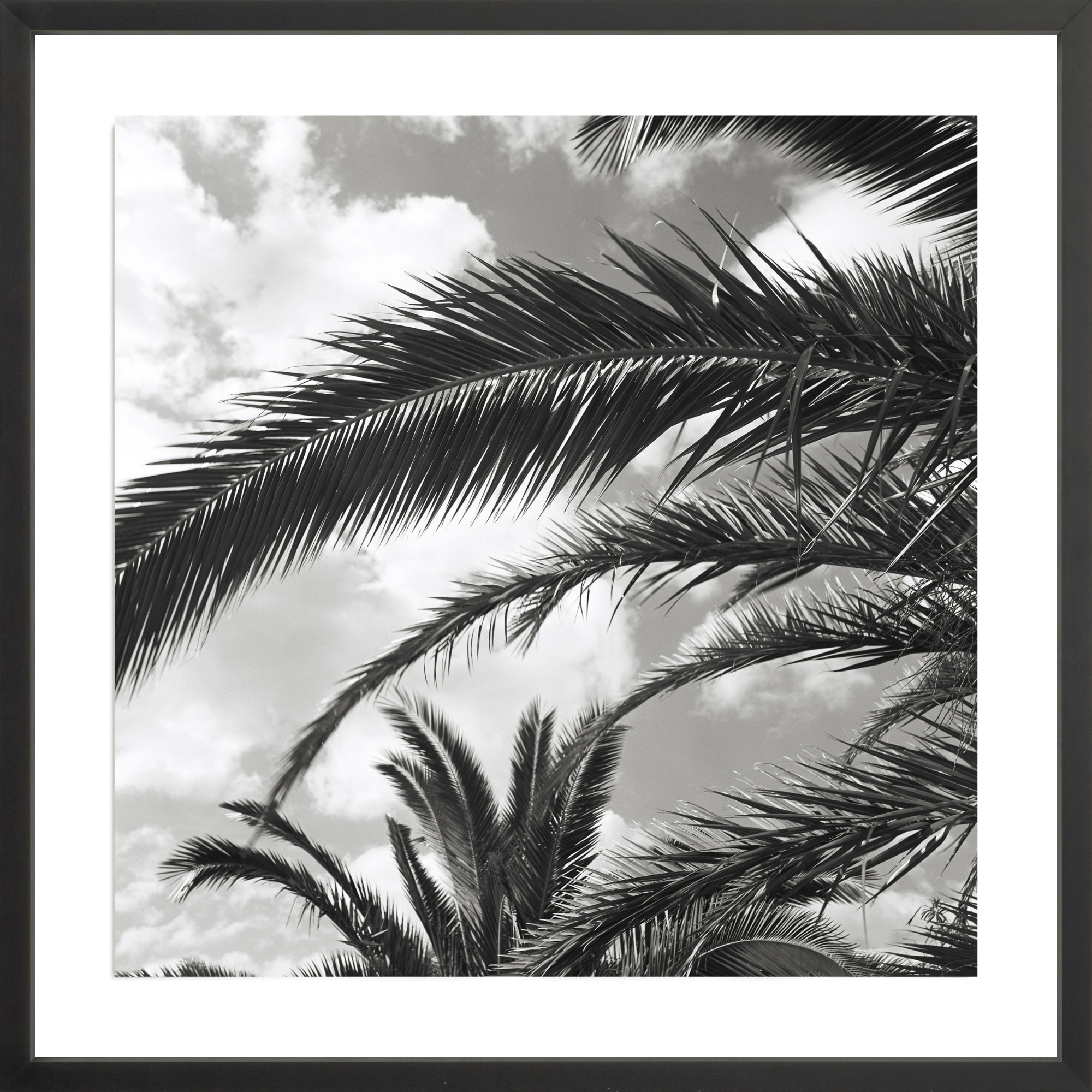 South France Palms, Jules Frazier Fine Art Photograph