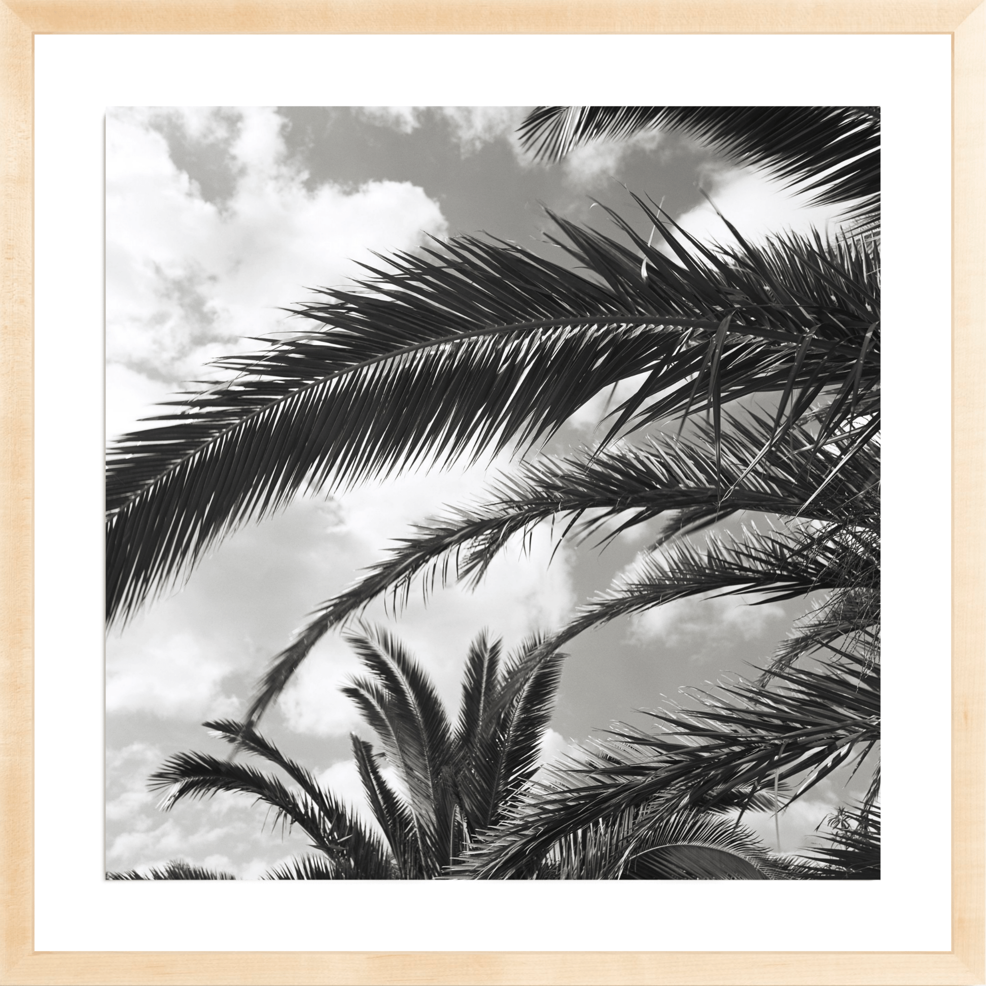 South France Palms, Jules Frazier Fine Art Photograph