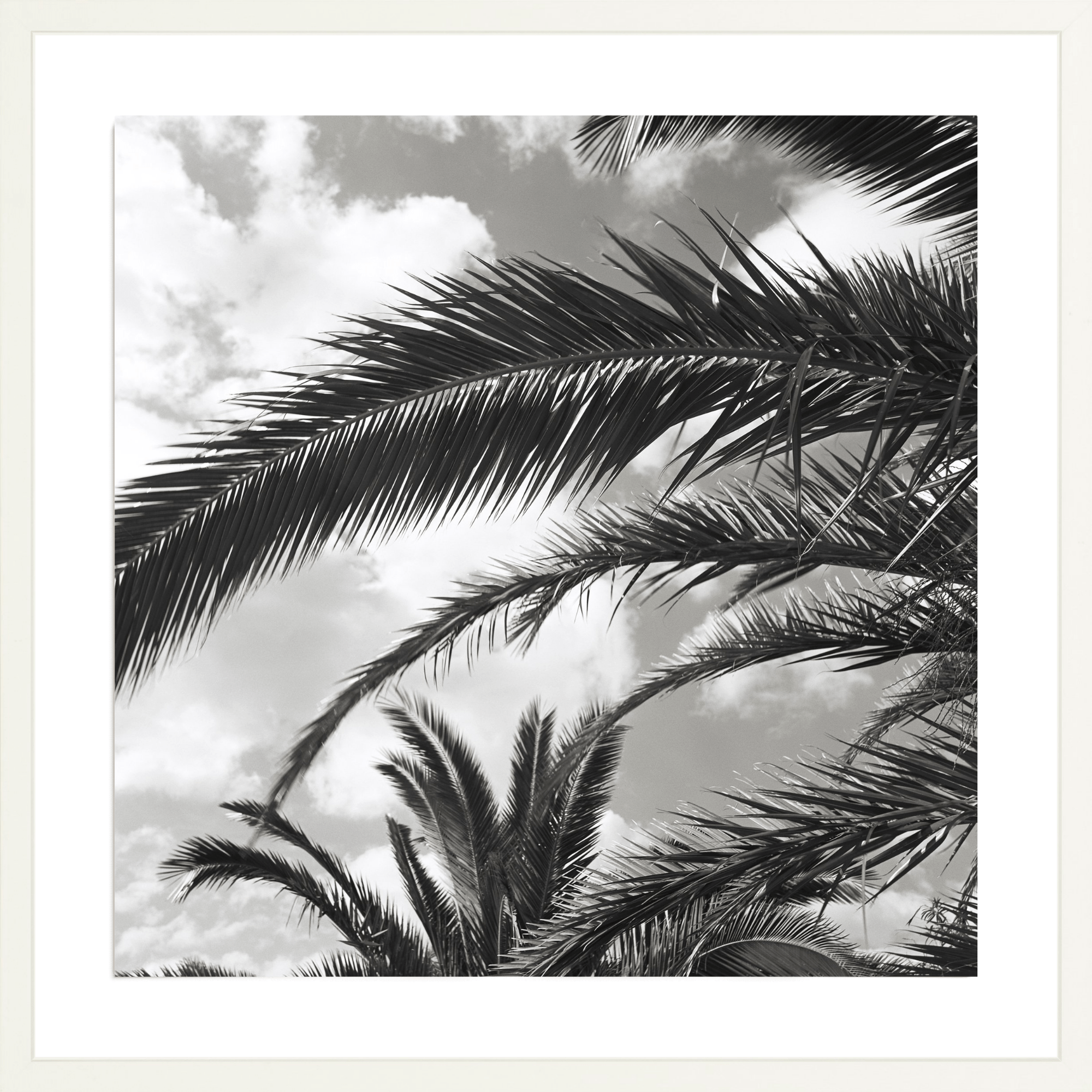 South France Palms, Jules Frazier Fine Art Photograph