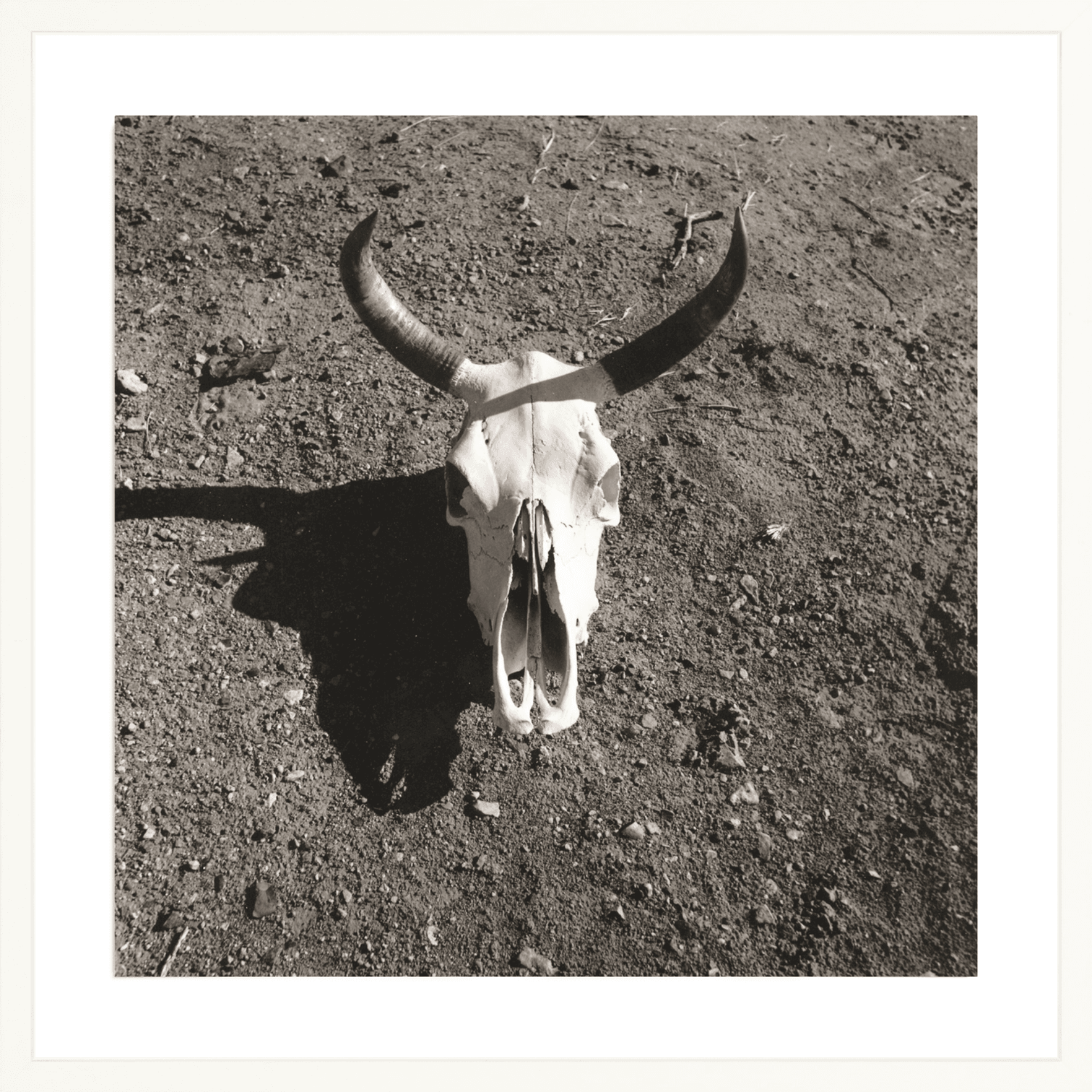 Steer Horns, Jules Frazier Fine Art Photograph