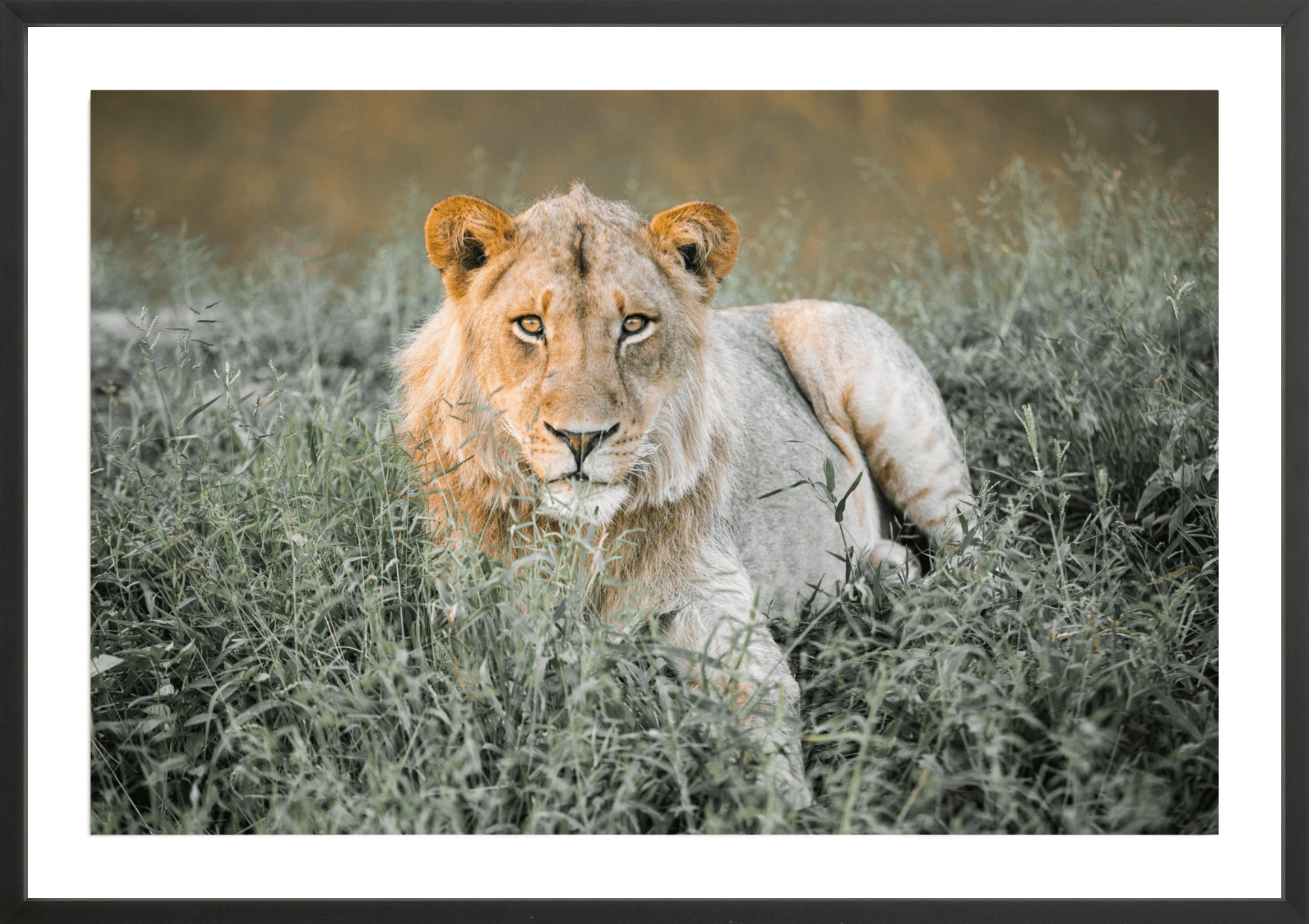 Sundowner Lion, Jules Frazier Fine Art Photograph