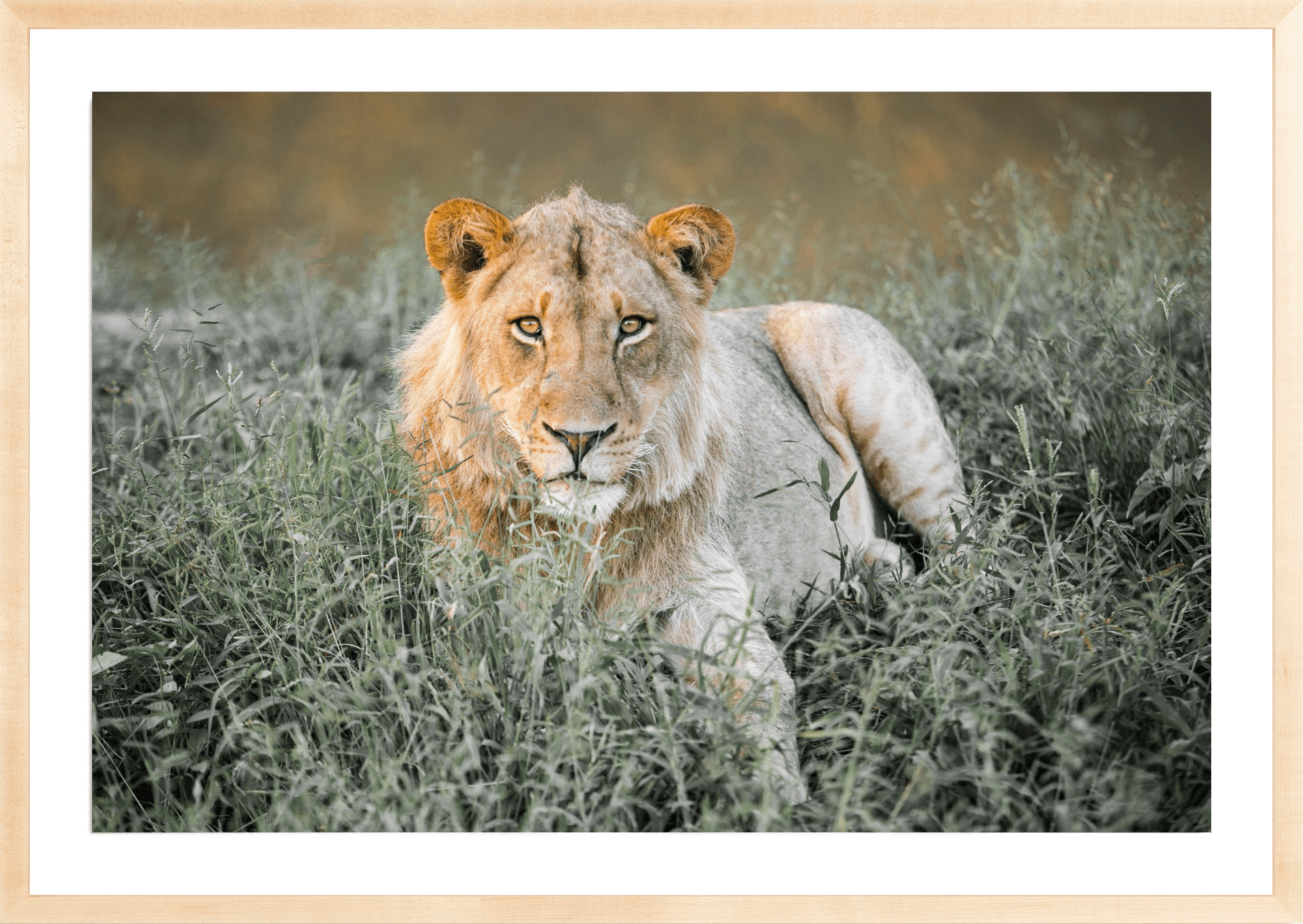 Sundowner Lion, Jules Frazier Fine Art Photograph