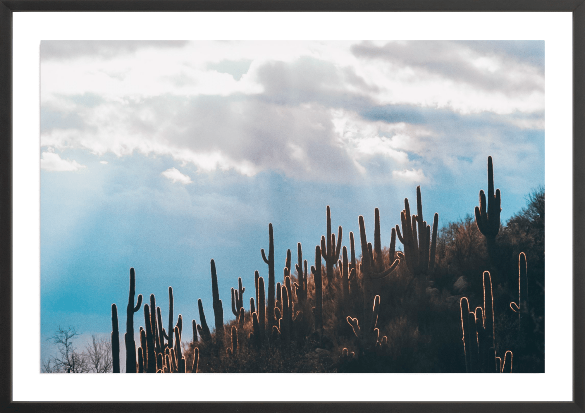 Thorn In My Pride, Jules Frazier Fine Art Photograph