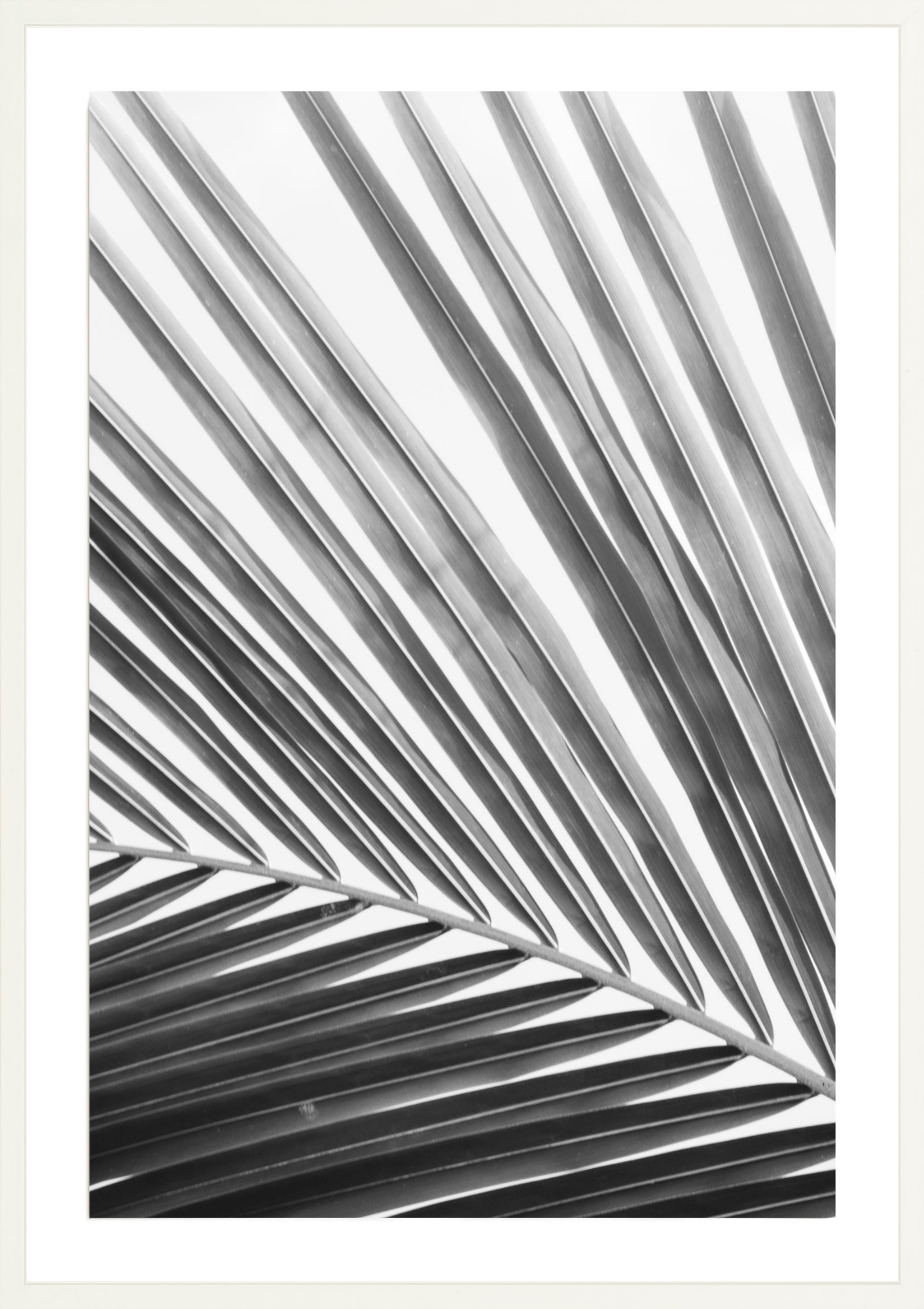 Tulum Palm 2, Jules Frazier Fine Art Photograph