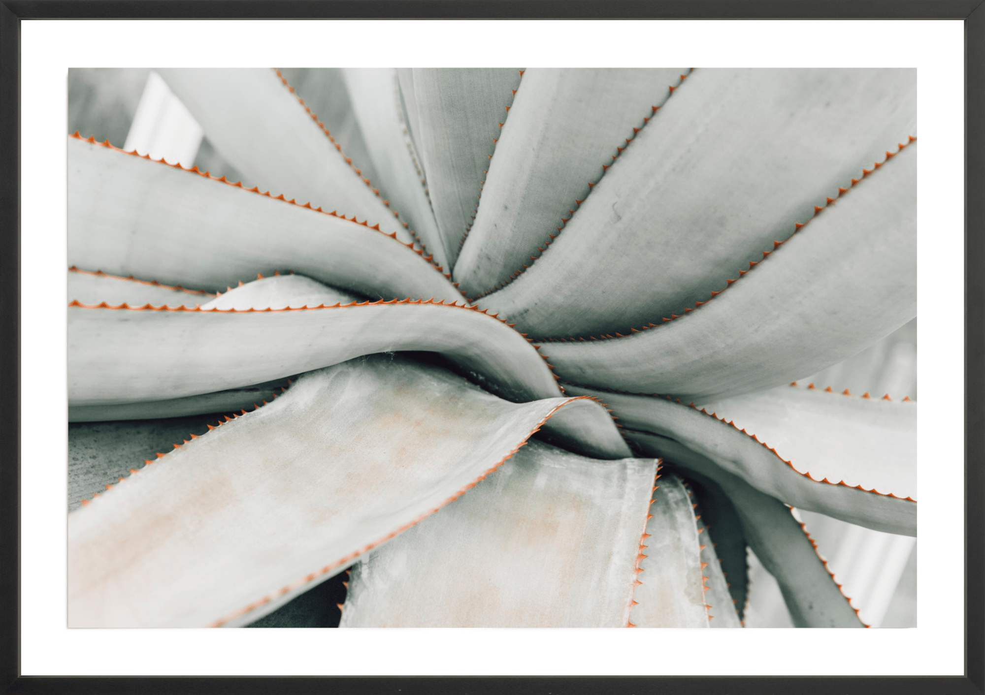 Volunteer Aloe, Jules Frazier Fine Art Photograph