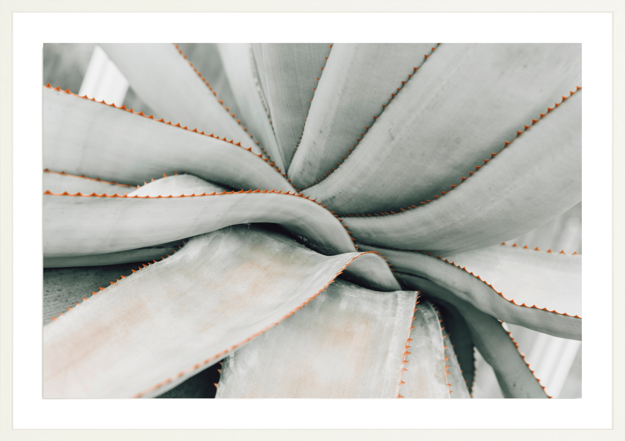 Volunteer Aloe, Jules Frazier Fine Art Photograph