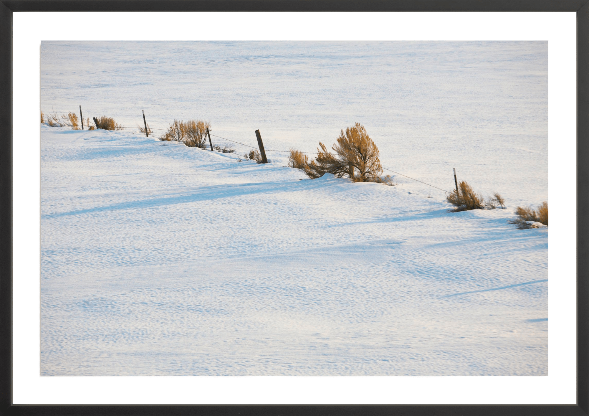 Wind Swept, Jules Frazier Fine Art Photograph