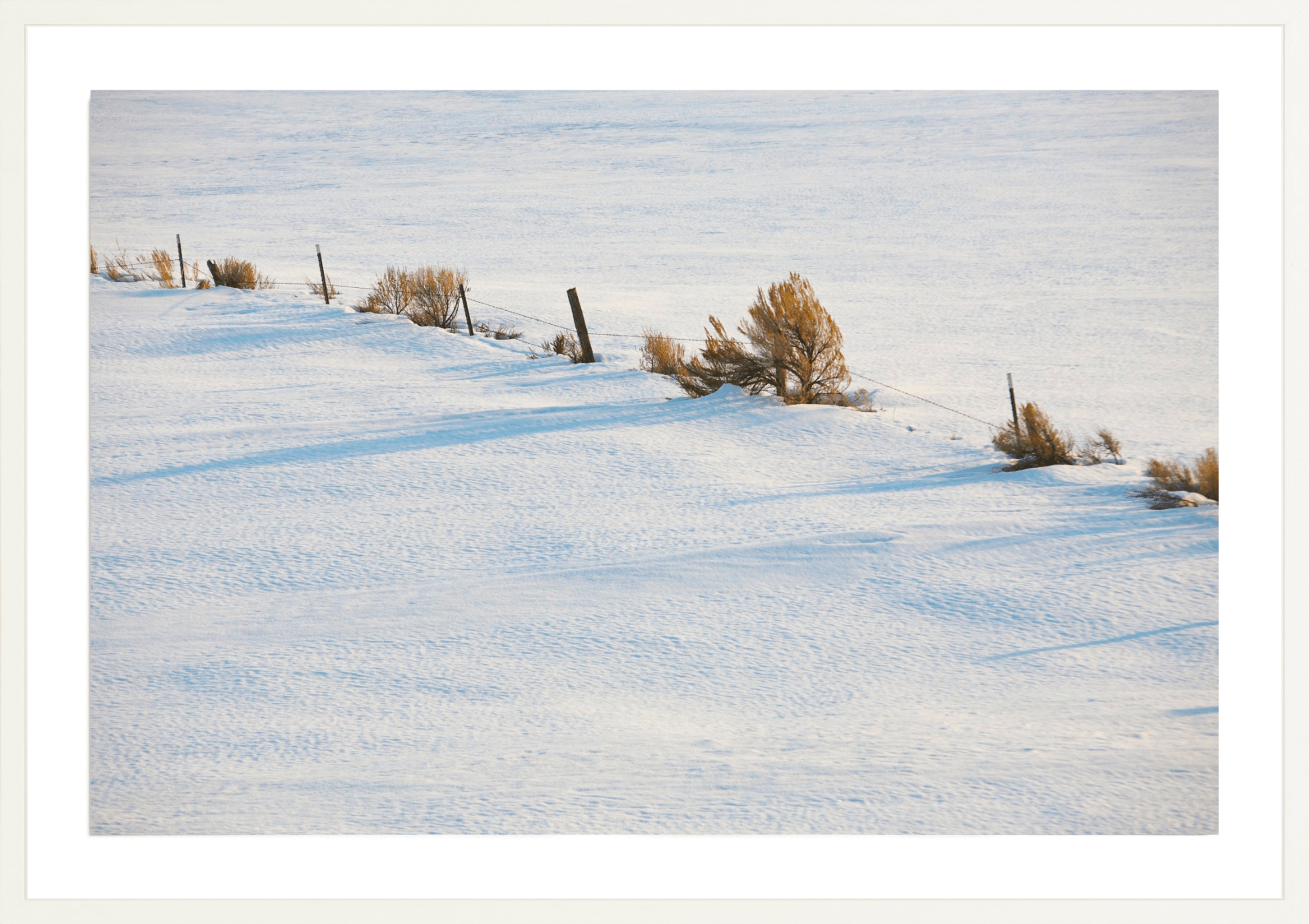 Wind Swept, Jules Frazier Fine Art Photograph