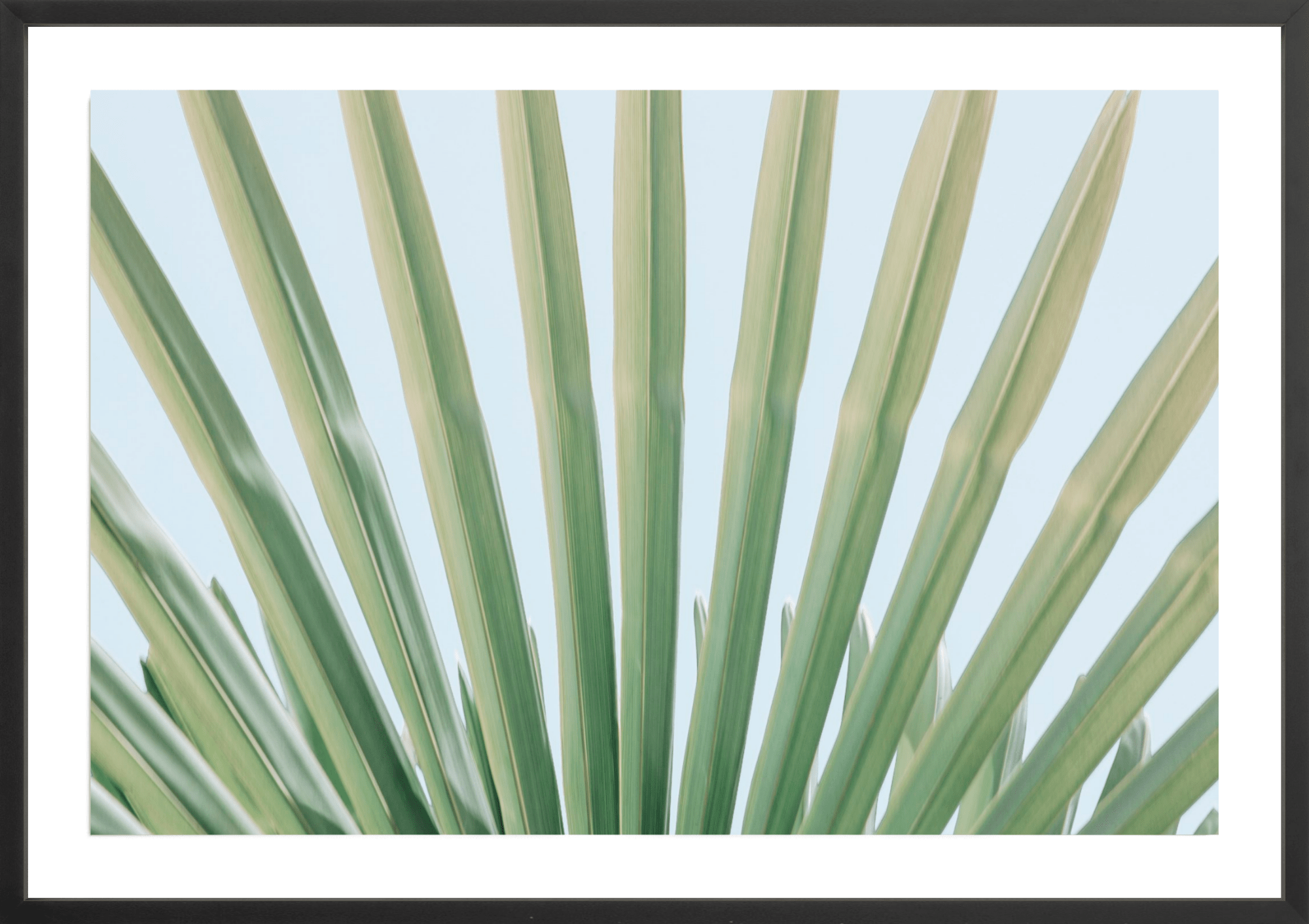 Windmill Palm No.1, Jules Frazier Fine Art Photograph