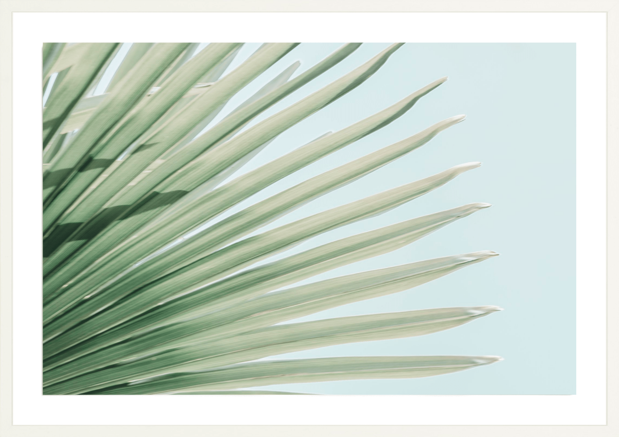 Windmill Palm No.2, Jules Frazier Fine Art Photograph