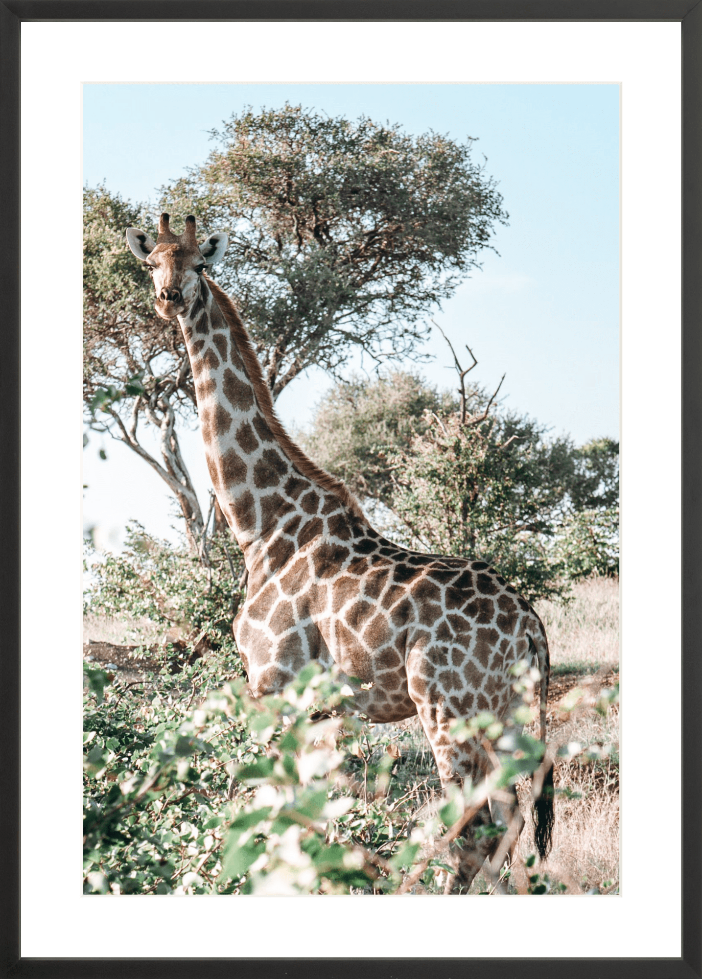 Botswana Giraffe, Jules Frazier Fine Art Photograph