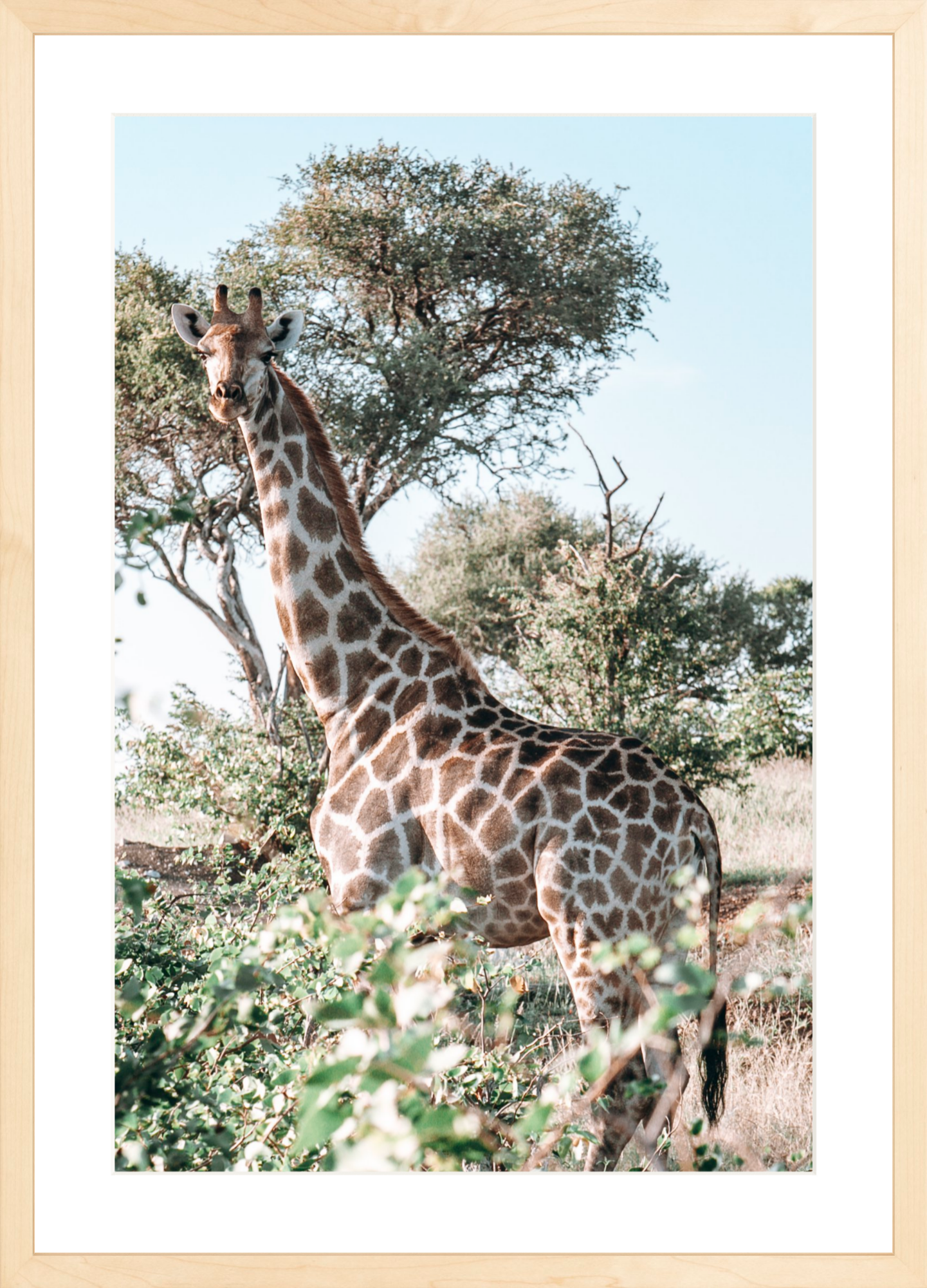 Botswana Giraffe, Jules Frazier Fine Art Photograph