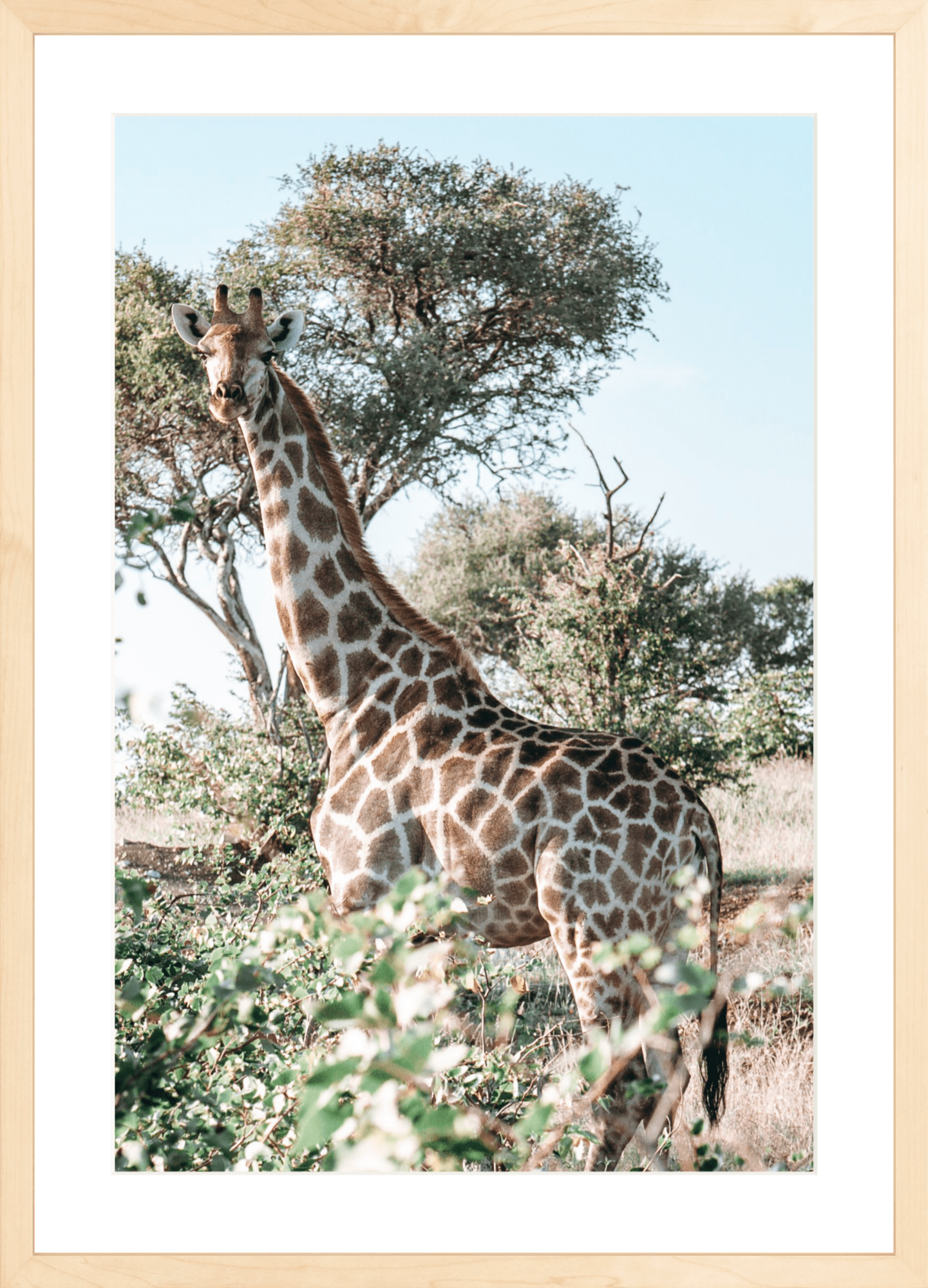 Botswana Giraffe, Jules Frazier Fine Art Photograph