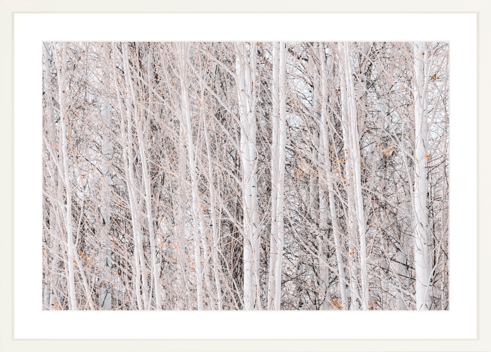 Rose Colored Glasses, Jules Frazier Fine Art Photograph