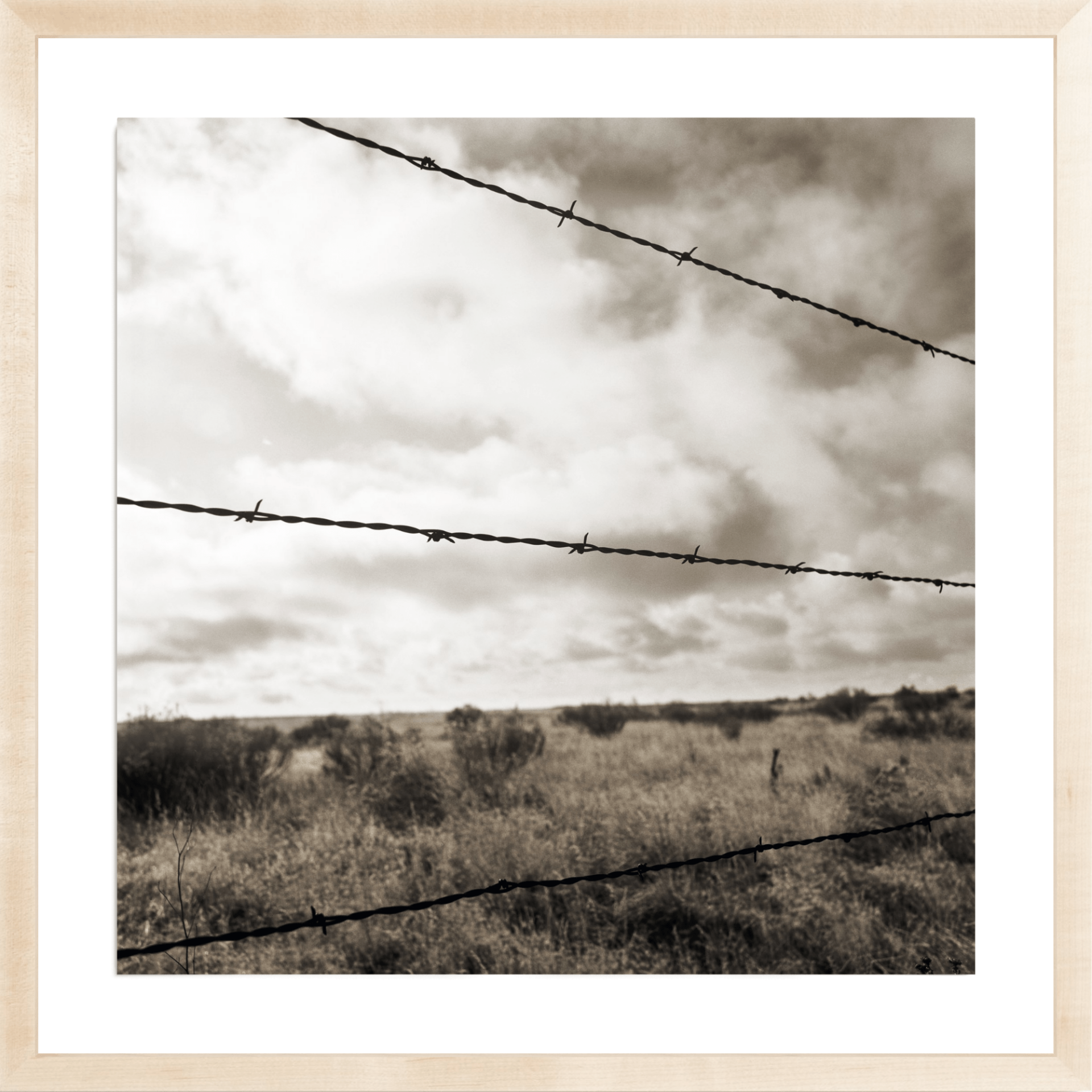 Barb Wire, Jules Frazier Fine Art Photograph