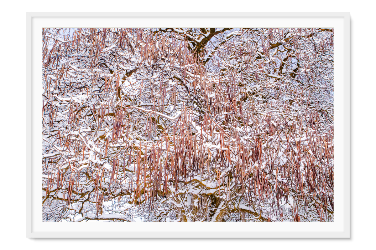Snow on Catalpa Tree fine art print in a white frame with white mat, by Jules Frazier.