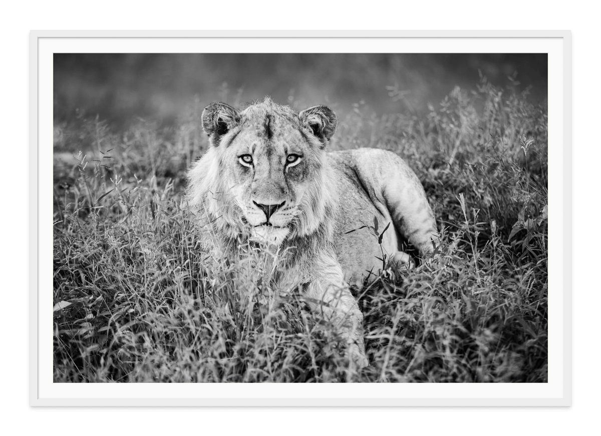 Sundowner Lion, Botswana-black and white fine art print in a white frame with white mat, by Jules Frazier.