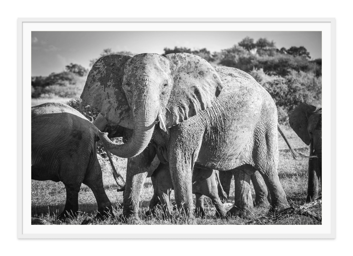The Protector, Elephant, Africa-black and white fine art print in a white frame with white mat, by Jules Frazier.