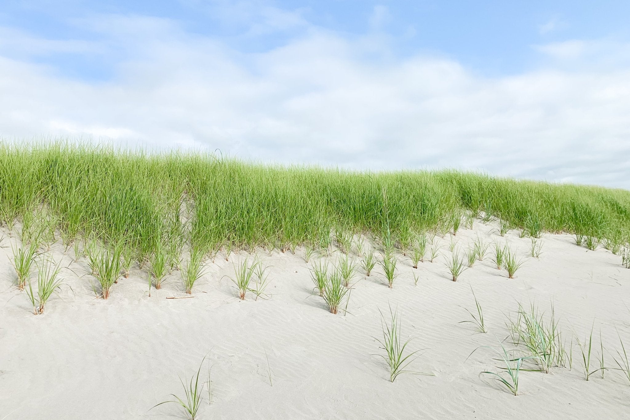 Beach Dunes, Jules Frazier Fine Art Photograph