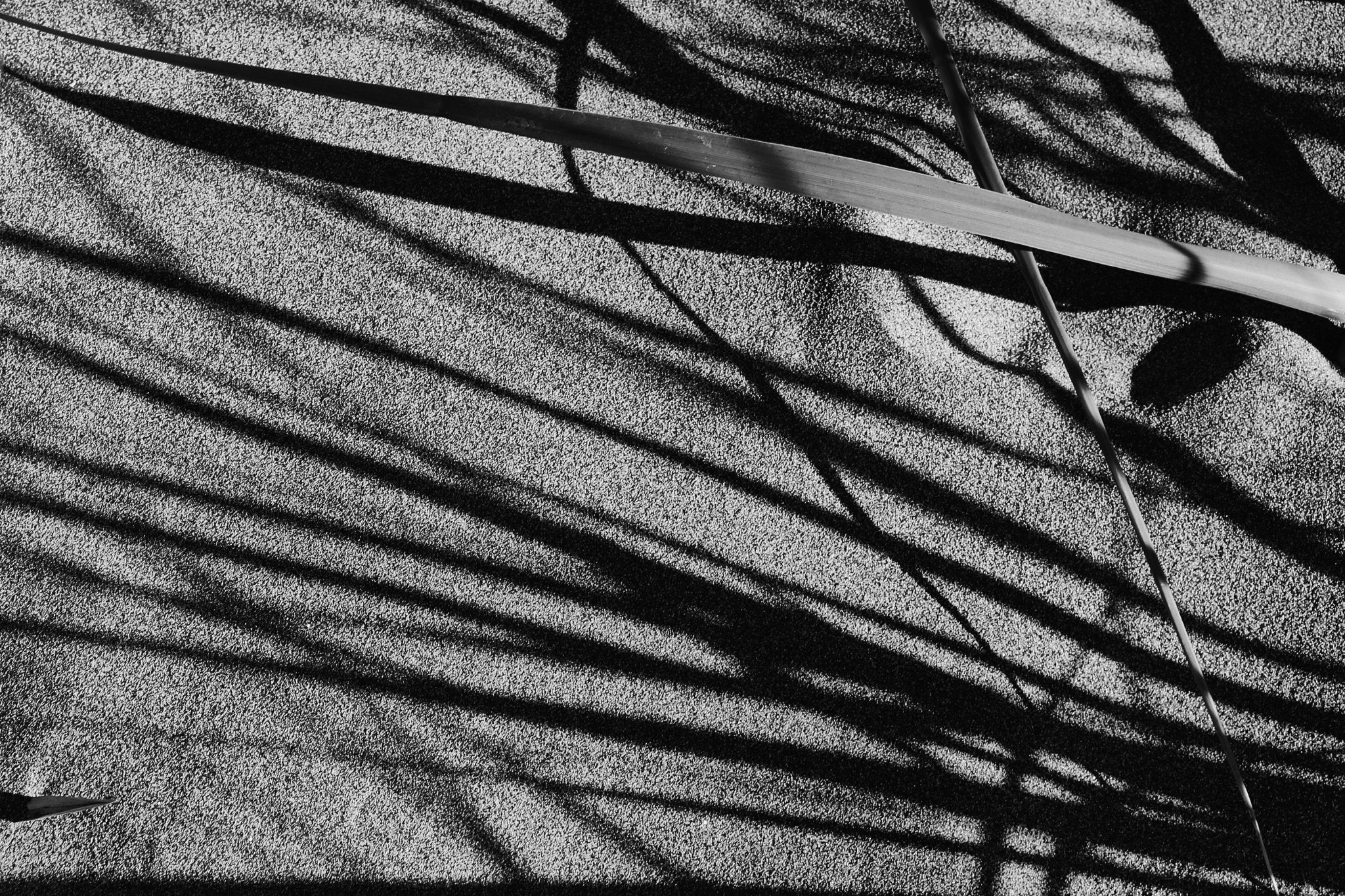 Beach grass 1, Jules Frazier Fine Art Photograph