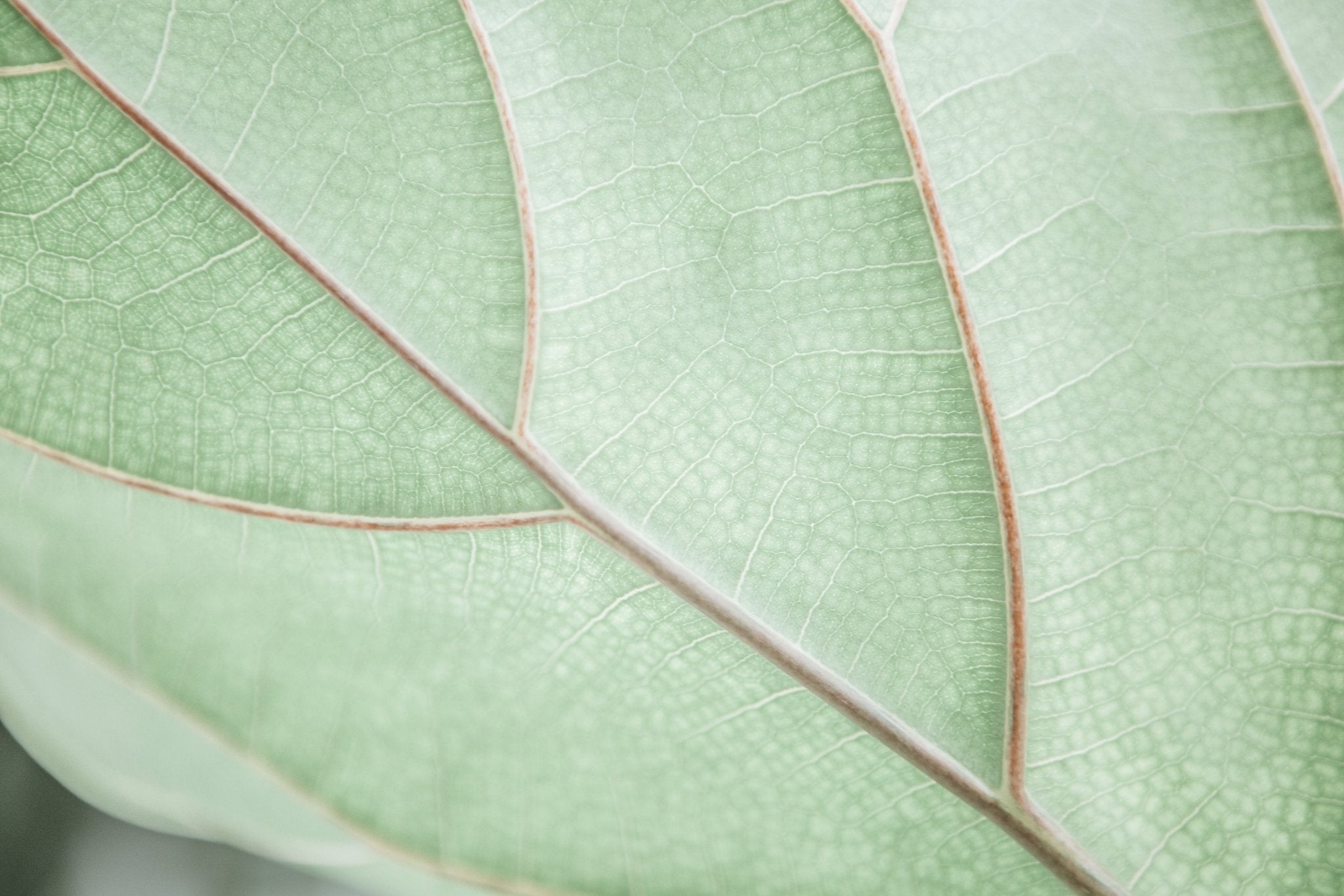 Botanical Abstract No.2, Jules Frazier Fine Art Photograph