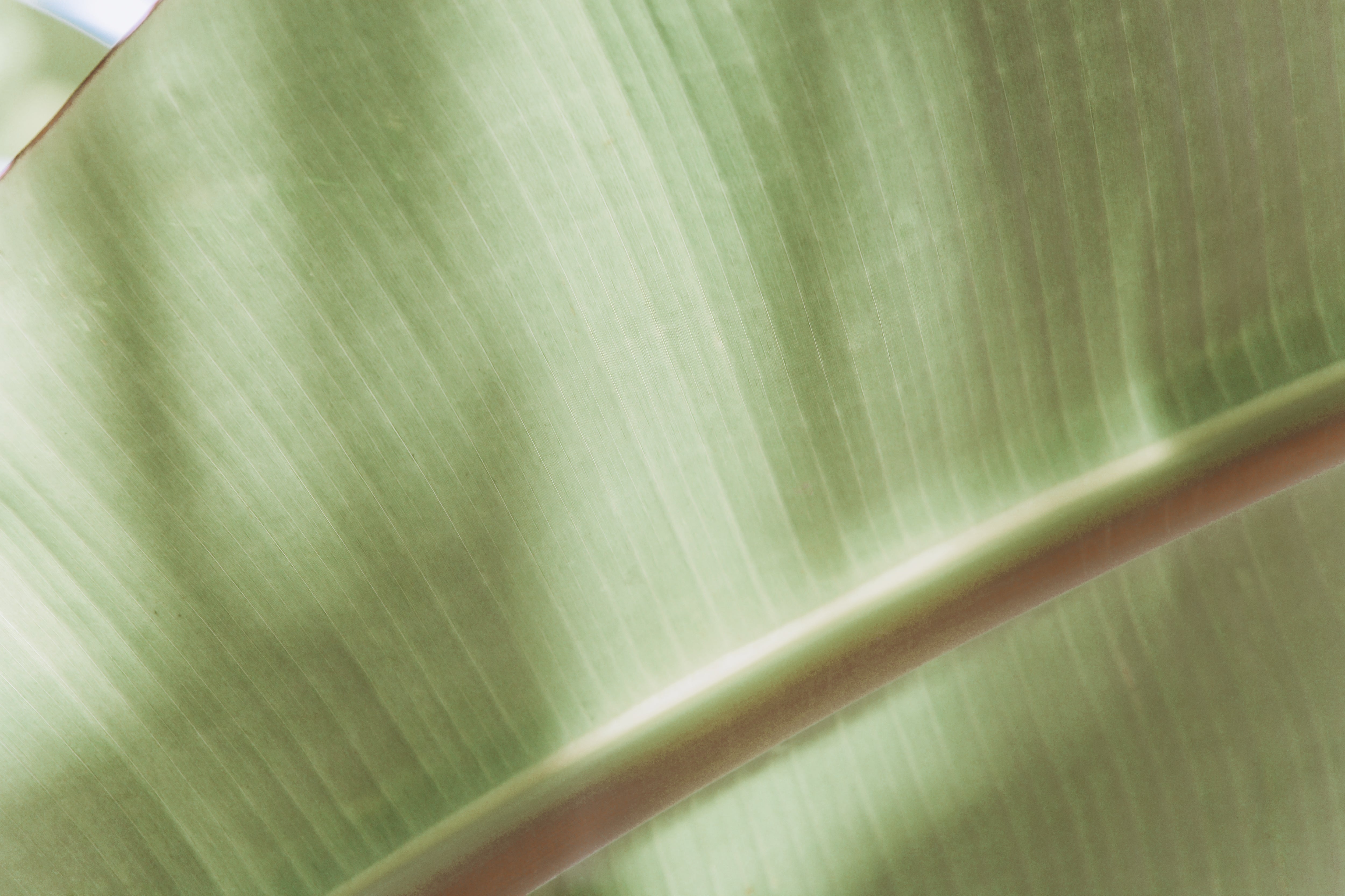Botanical Abstract No.4, Jules Frazier Fine Art Photograph