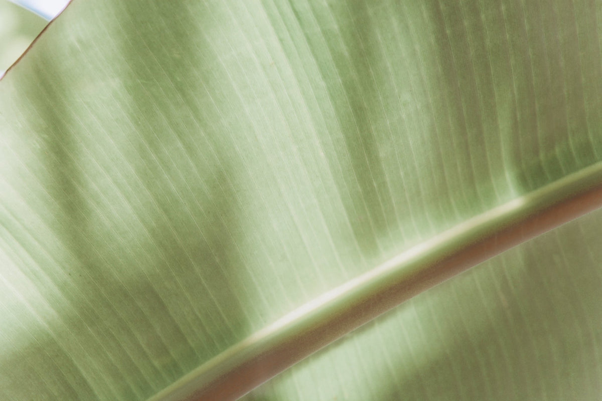Botanical Abstract No.4, Jules Frazier Fine Art Photograph