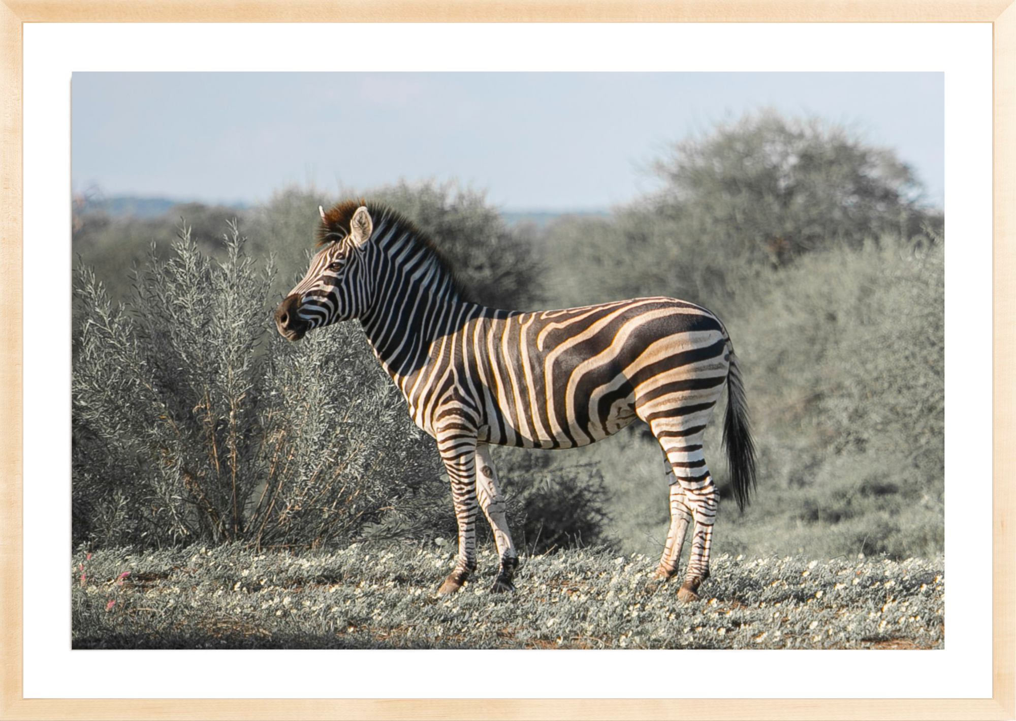 Botswana Zebra, Jules Frazier Fine Art Photograph
