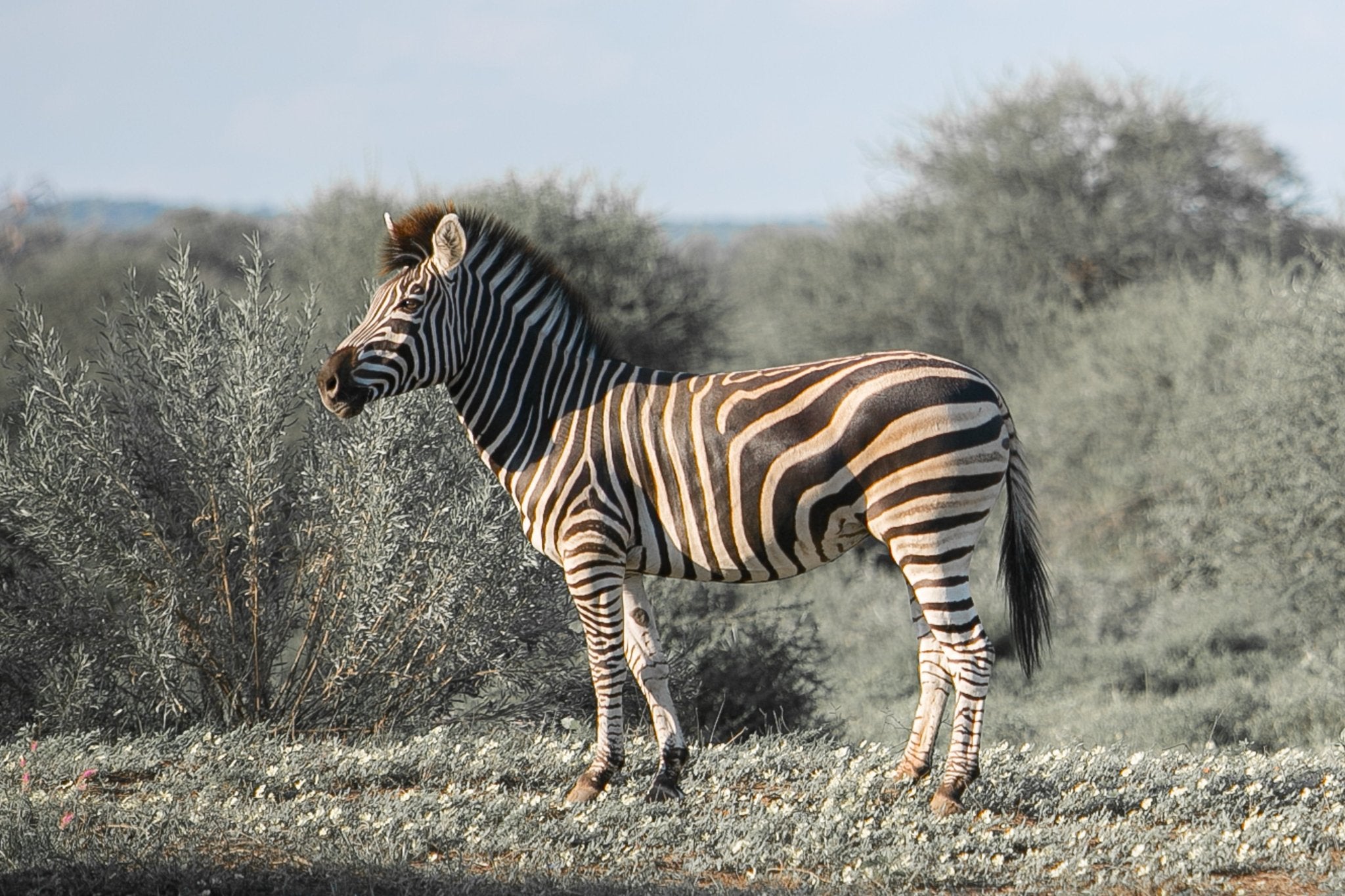 Botswana Zebra, Jules Frazier Fine Art Photograph