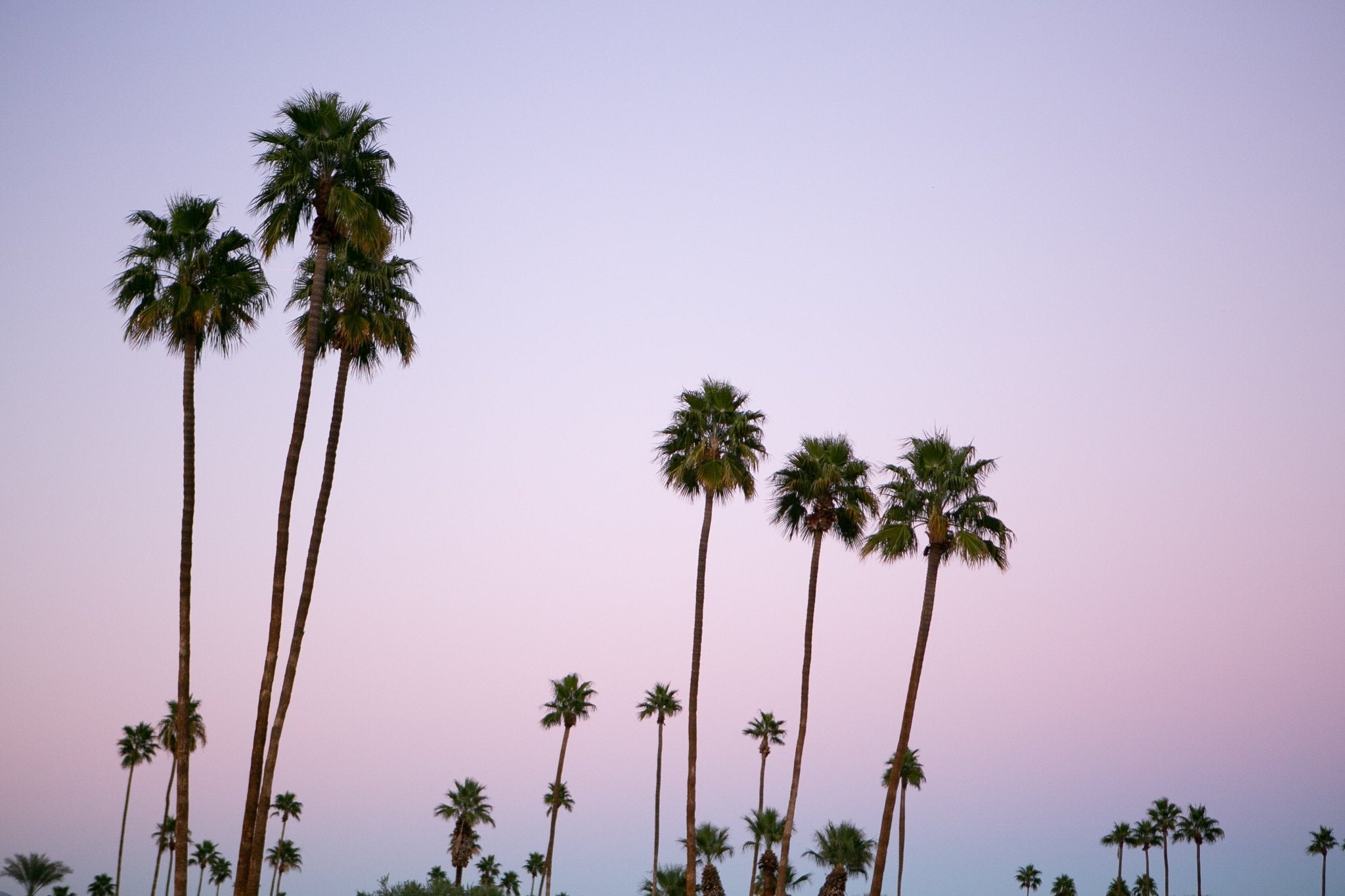California Dreamin, Jules Frazier Fine Art Photograph