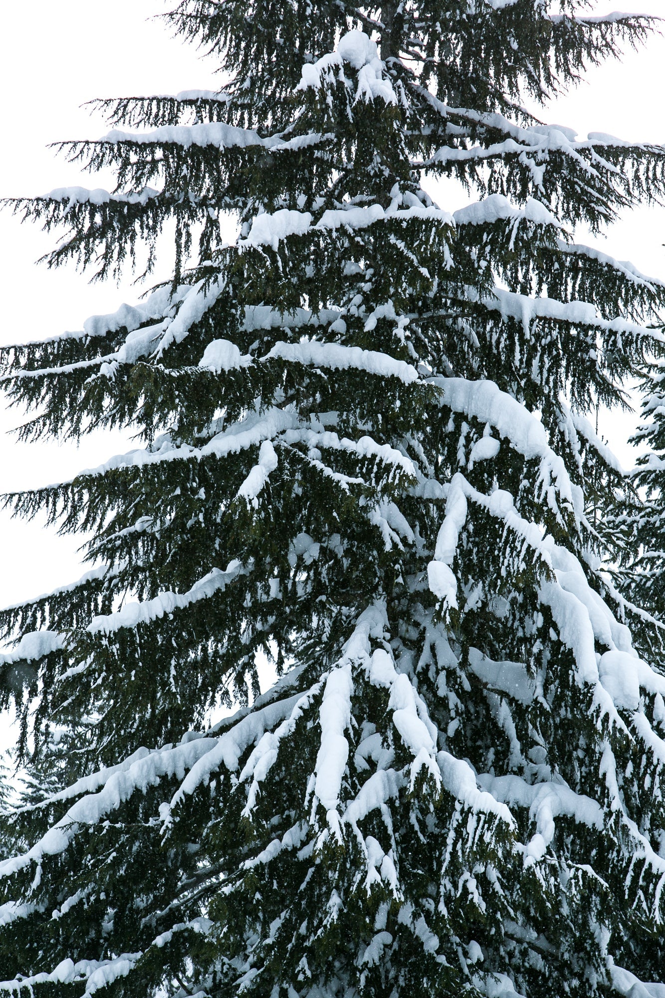 Cascade Snowy Tree, Jules Frazier Fine Art Photograph