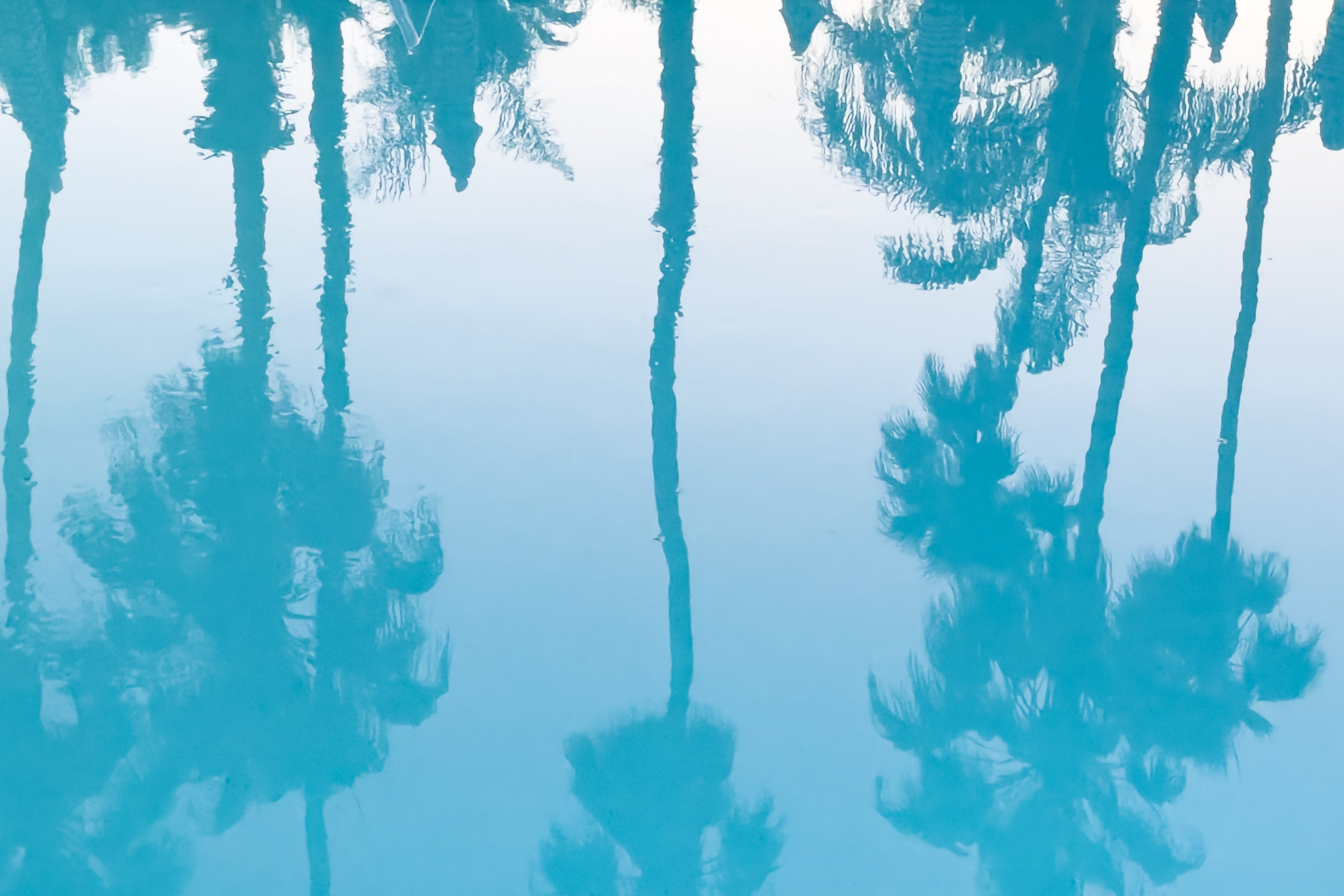 Colony Pool Palms, Jules Frazier Fine Art Photograph