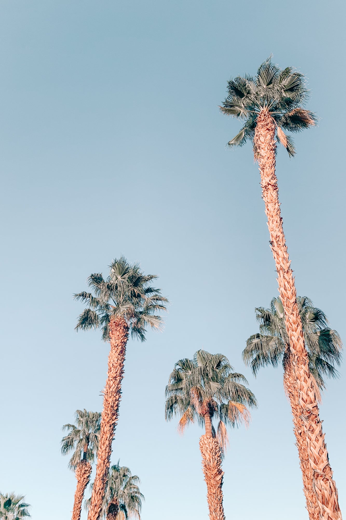 Desert Palms