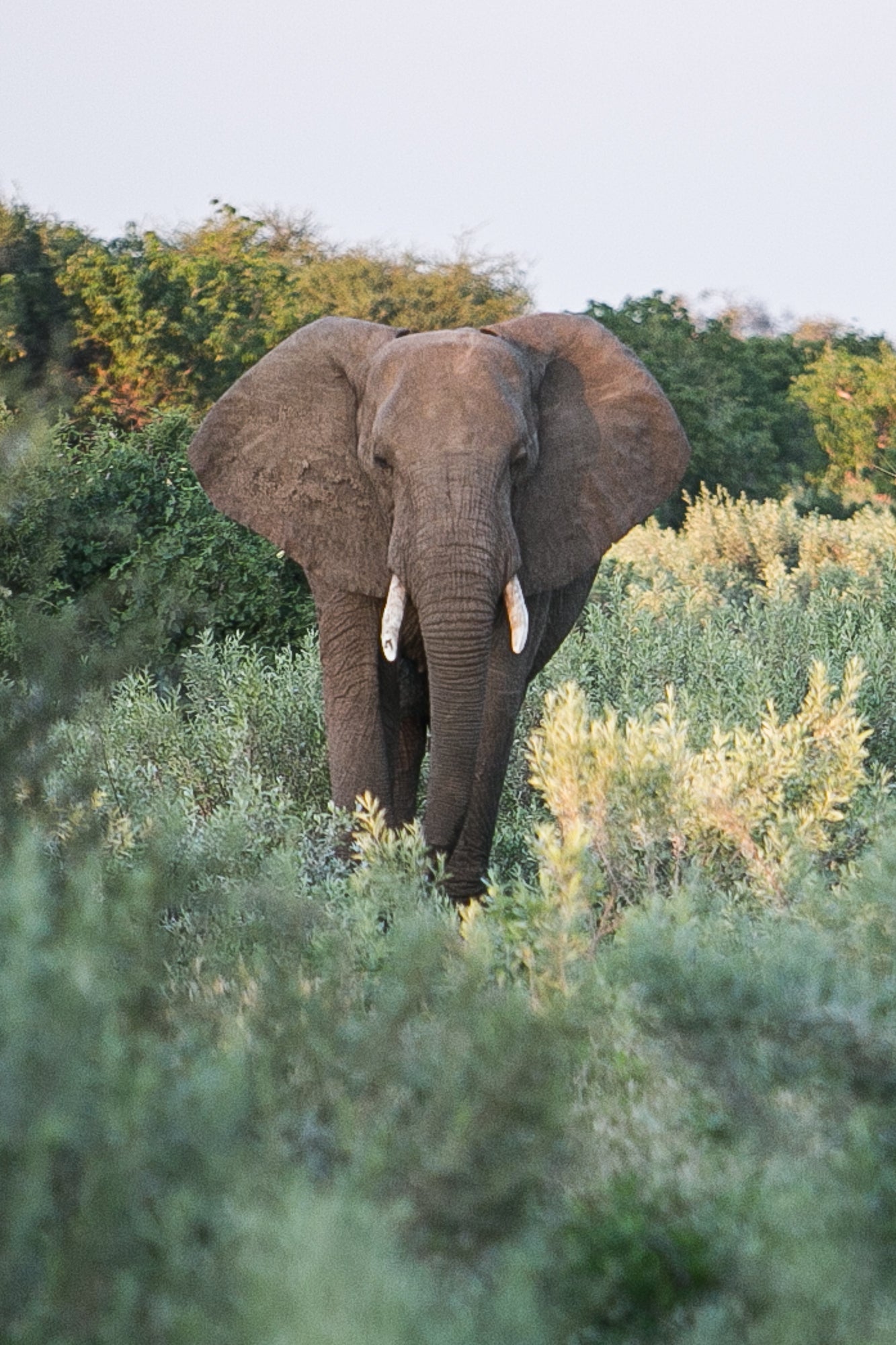 Elephant Stroll, Jules Frazier Fine Art Photograph