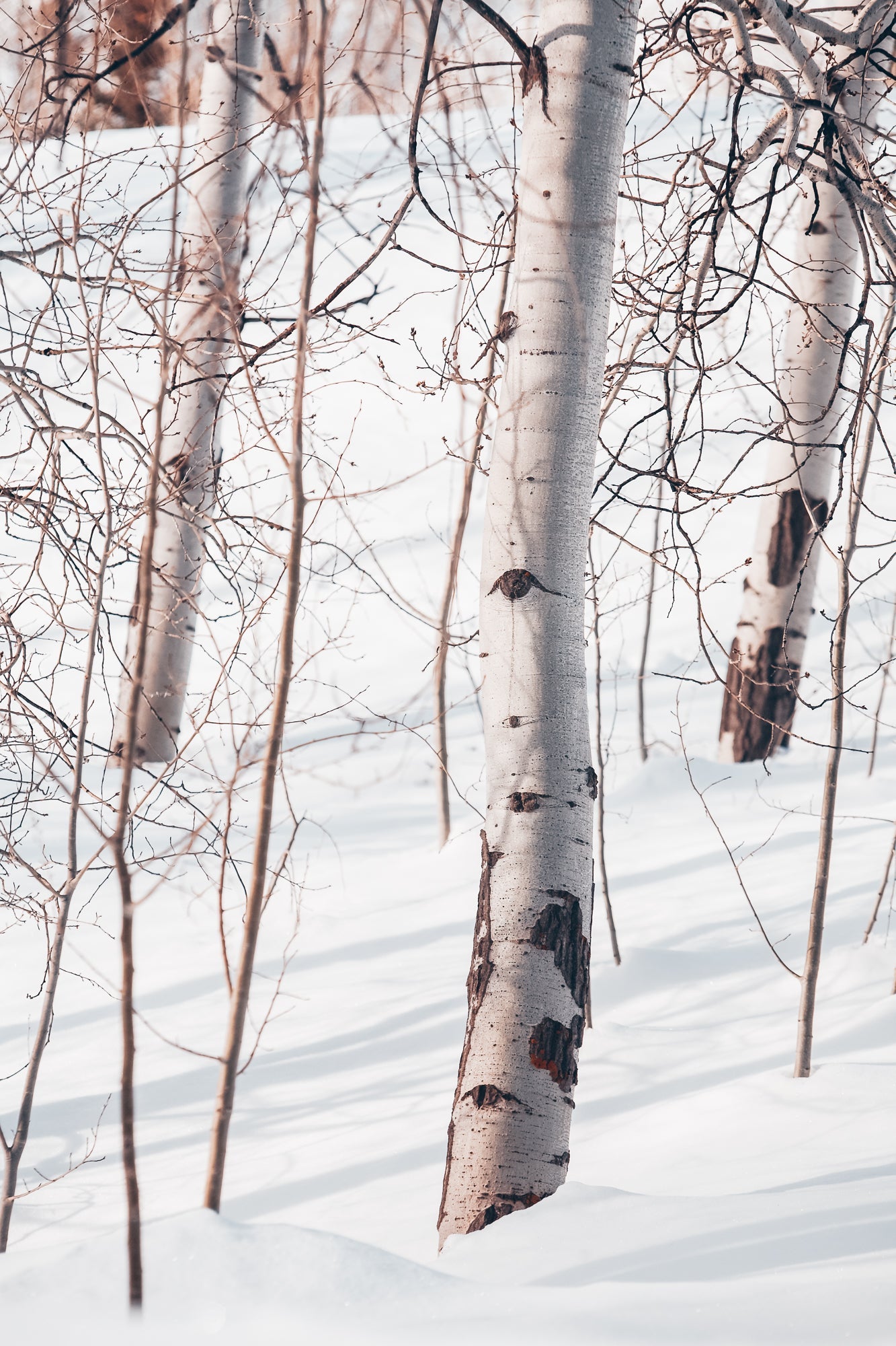 Eyeliner, Jules Frazier Fine Art Photograph
