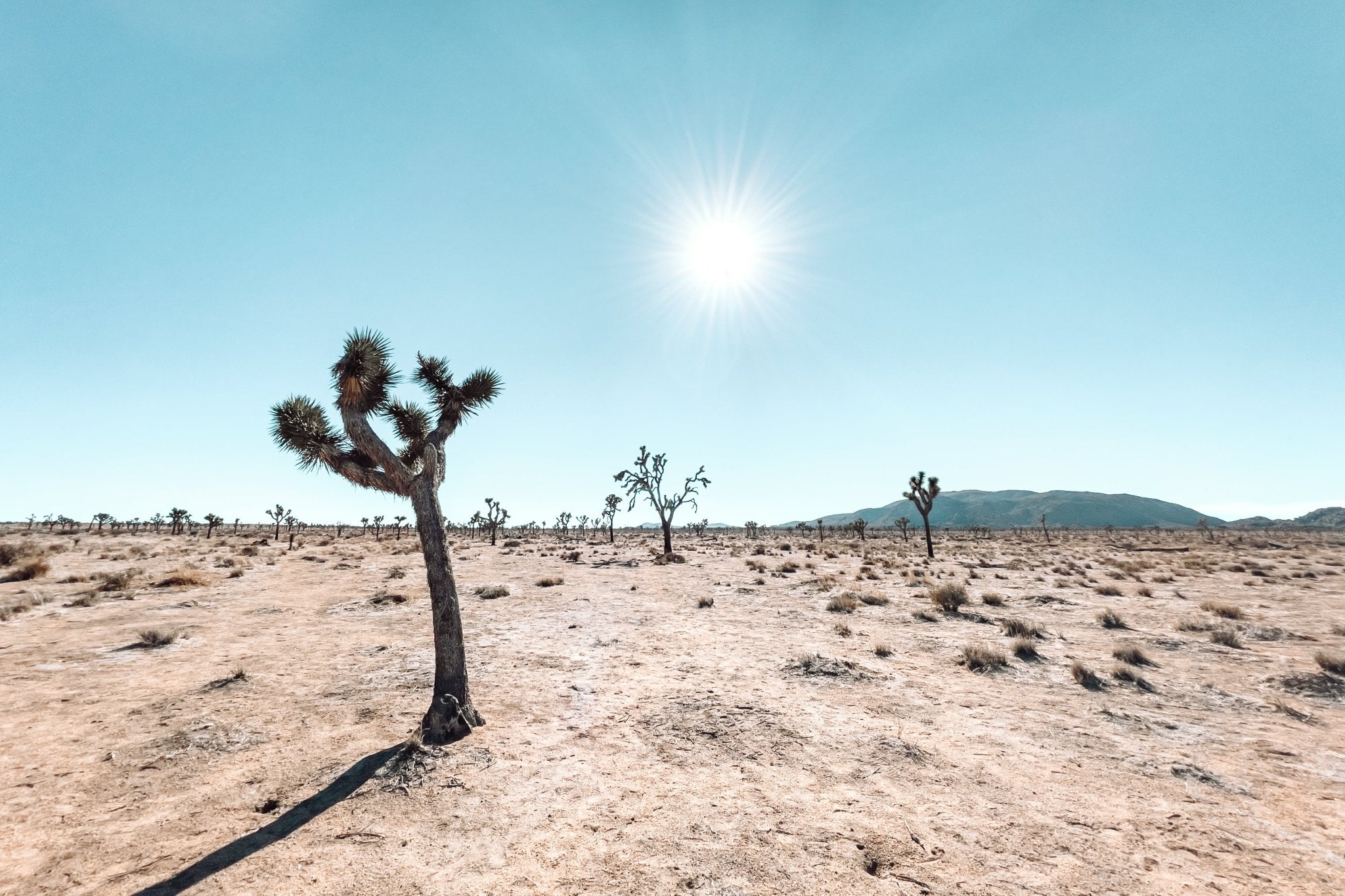 Follow The Sun, Jules Frazier Fine Art Photograph