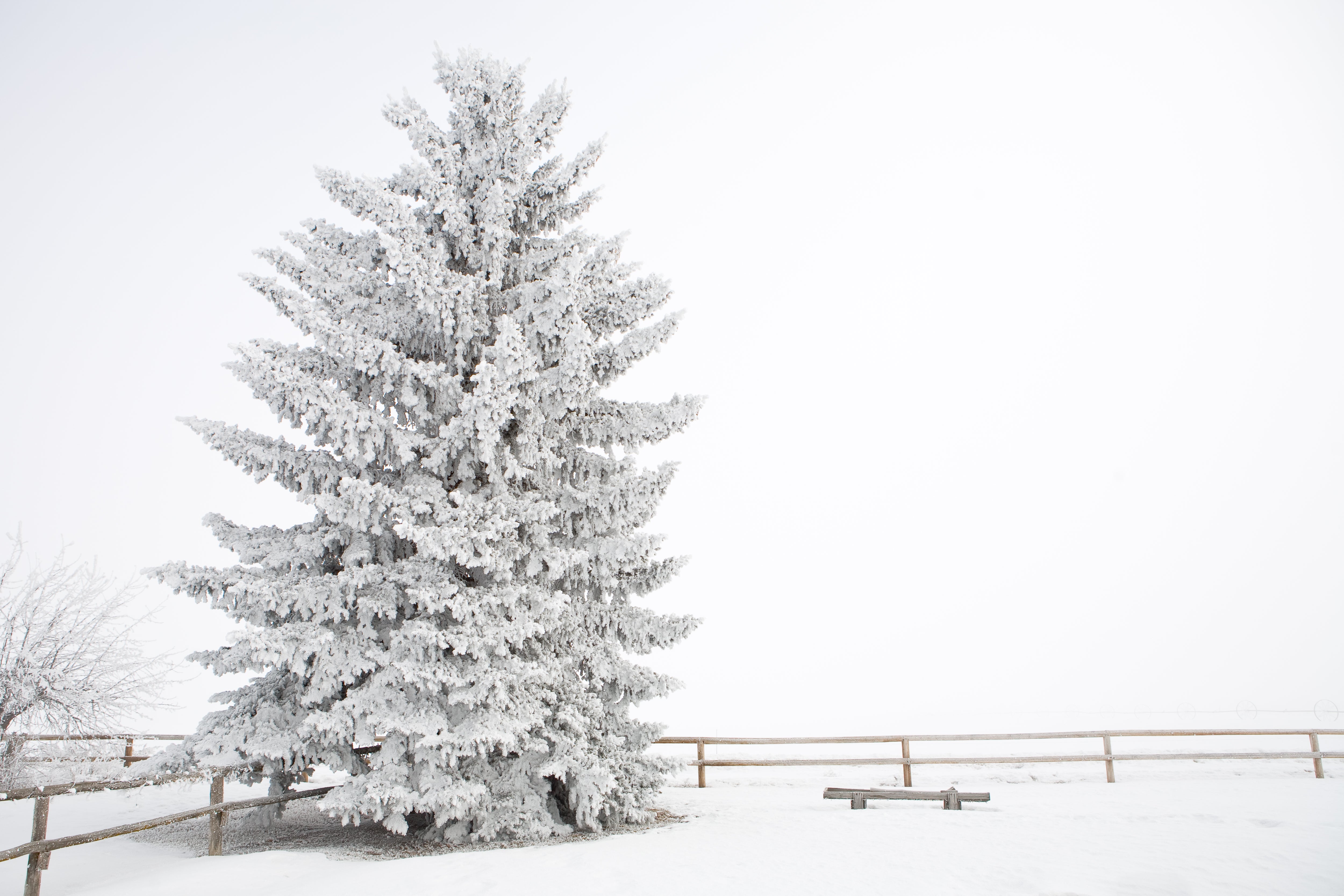 Frosty Blue Spruce, Jules Frazier Fine Art Photograph