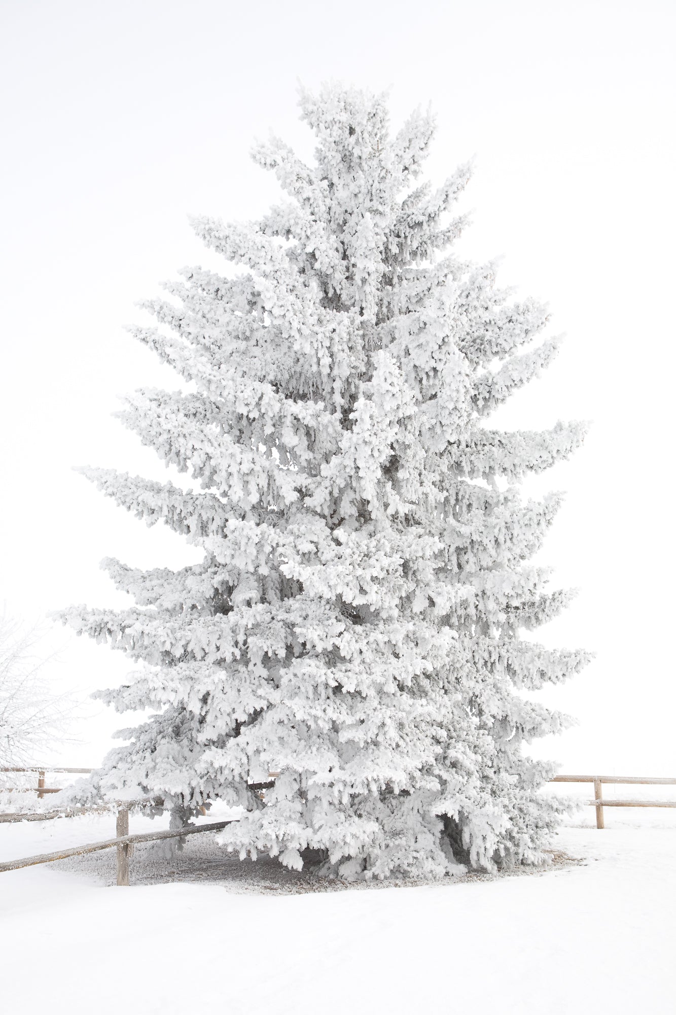 Frosty Blue Spruce 2, Jules Frazier Fine Art Photograph