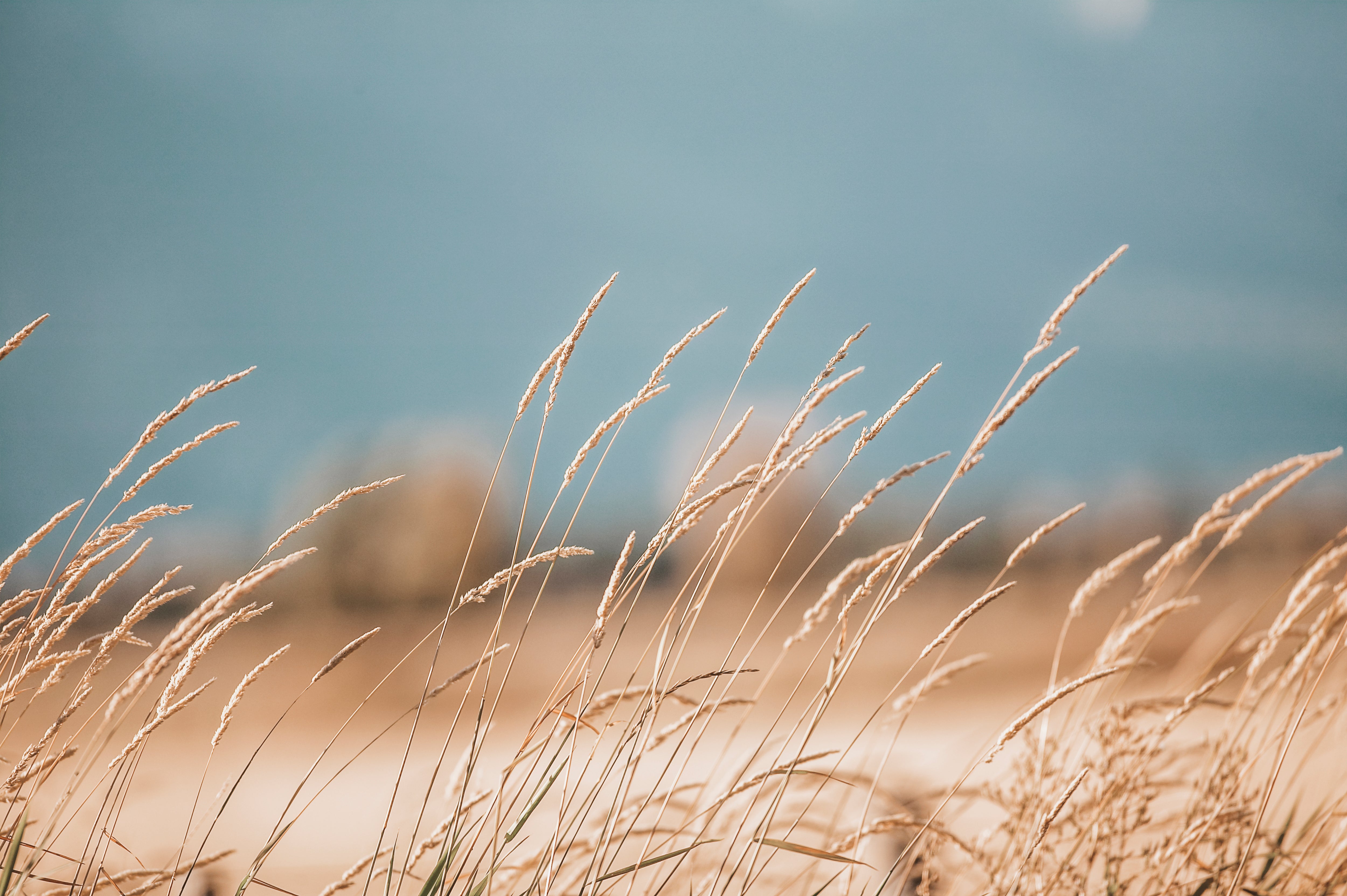 Grasses of Yellowstone-fine art print from Jules Frazier