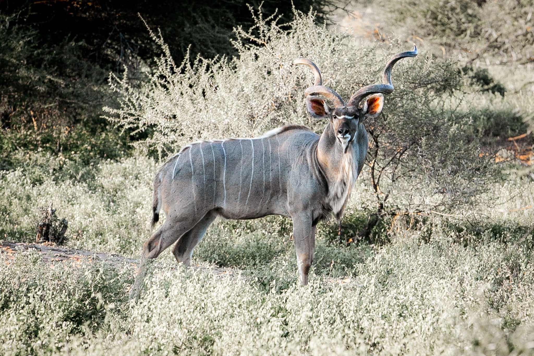 Kudu Antelope South Africa, Jules Frazier Fine Art Photograph